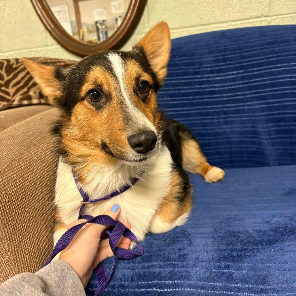 Pierre, a Adoptable Corgi in Oxford, ME image 2/5