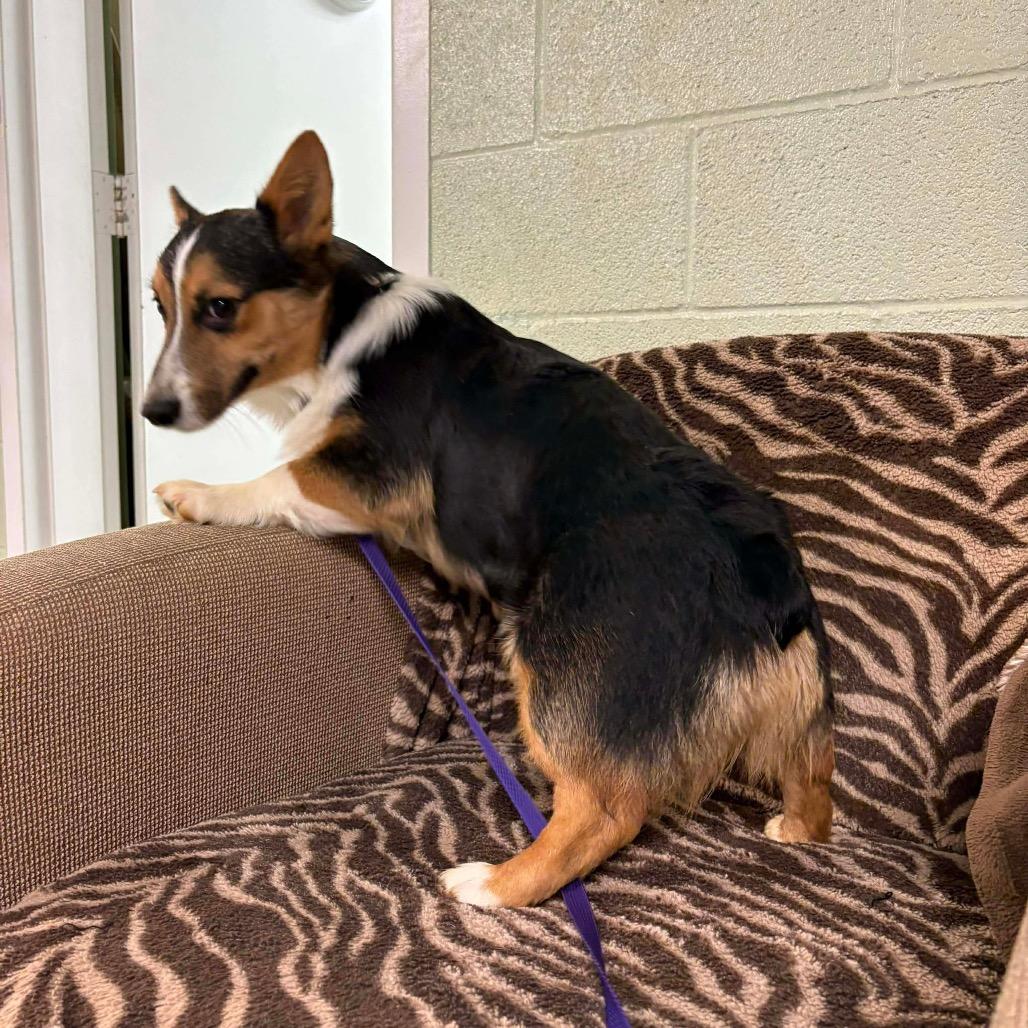 Pierre, a Adoptable Corgi in Oxford, ME image 5/5
