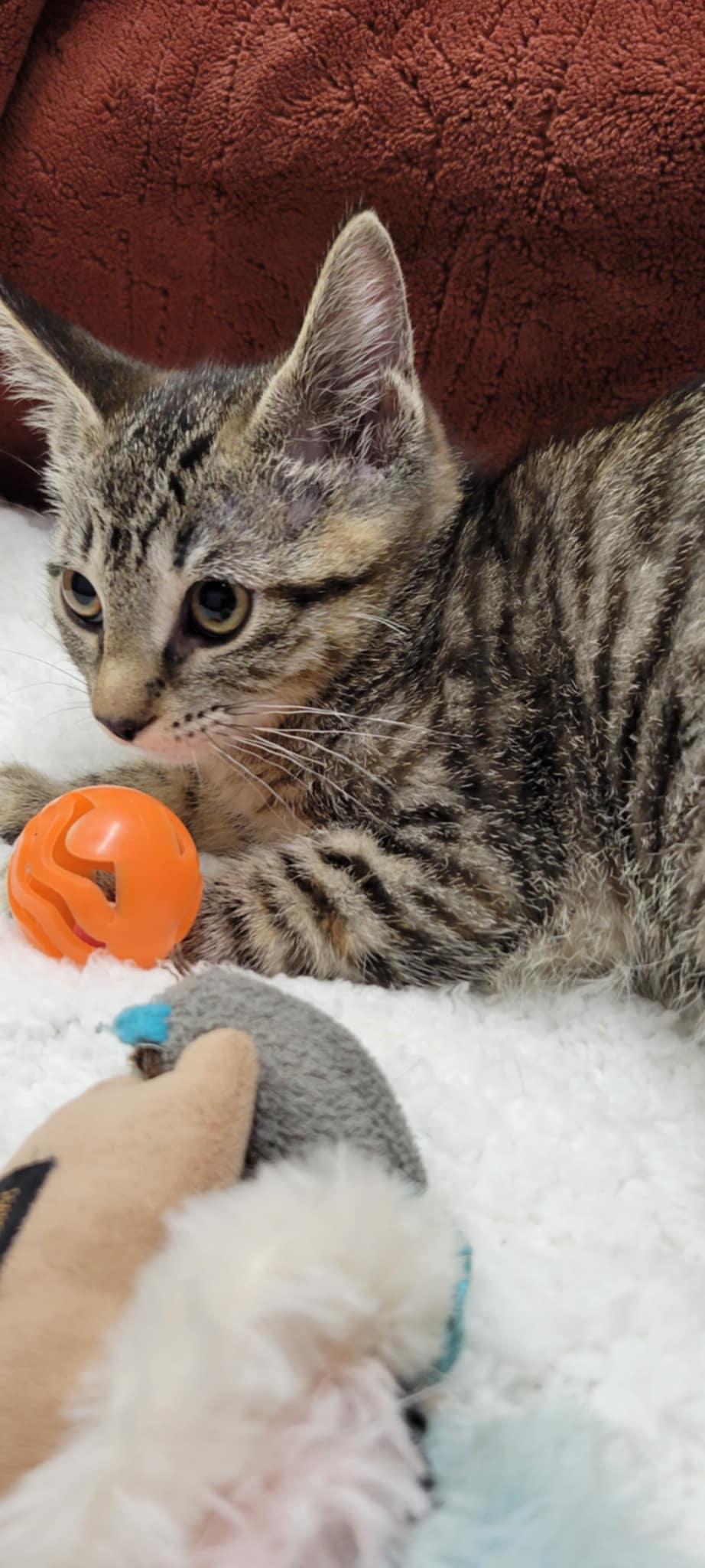 Bobbie Jo, a Adoptable mixed breed in Blaine, MN image 2/6