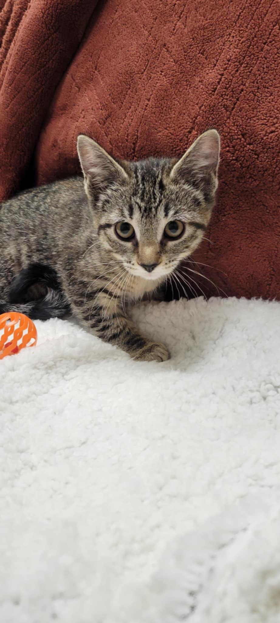 Bobbie Jo, a Adoptable mixed breed in Blaine, MN image 3/6