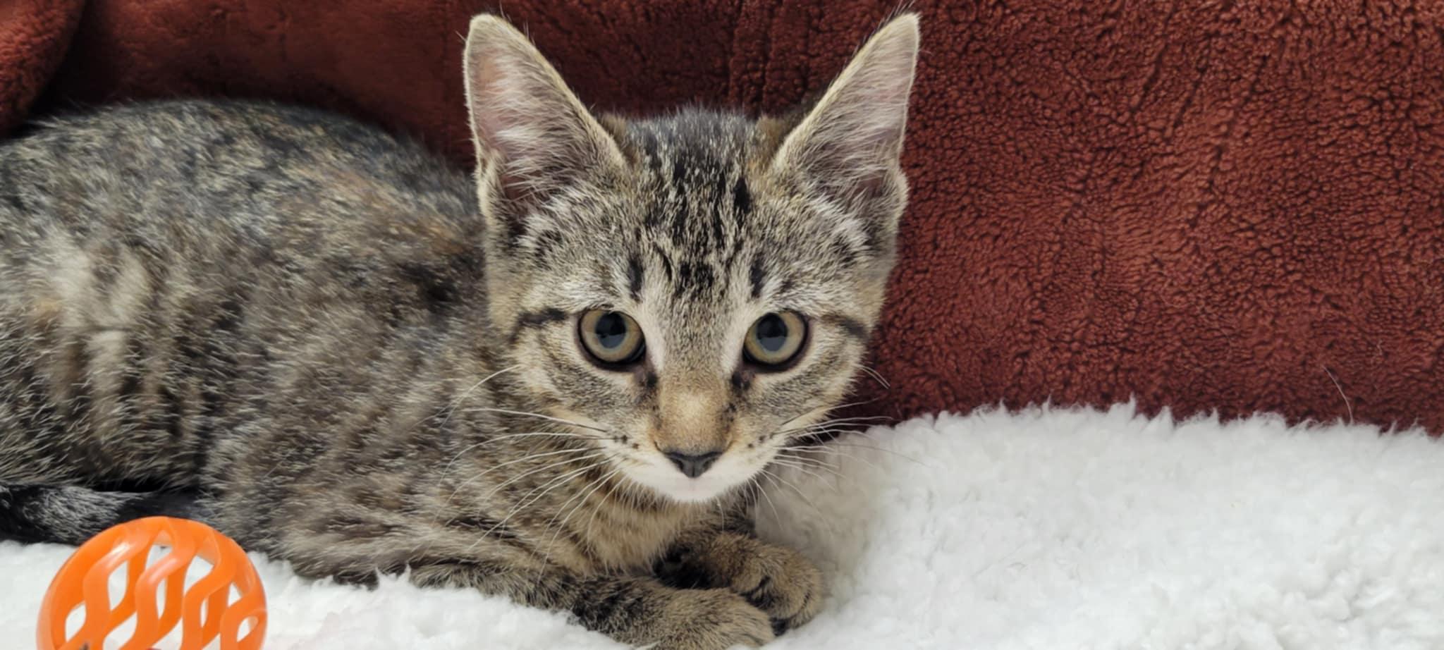 Bobbie Jo, a Adoptable mixed breed in Blaine, MN image 4/6