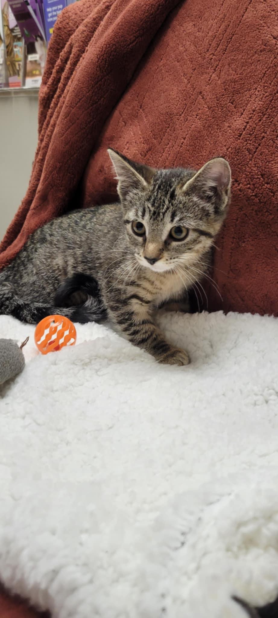 Bobbie Jo, a Adoptable mixed breed in Blaine, MN image 5/6