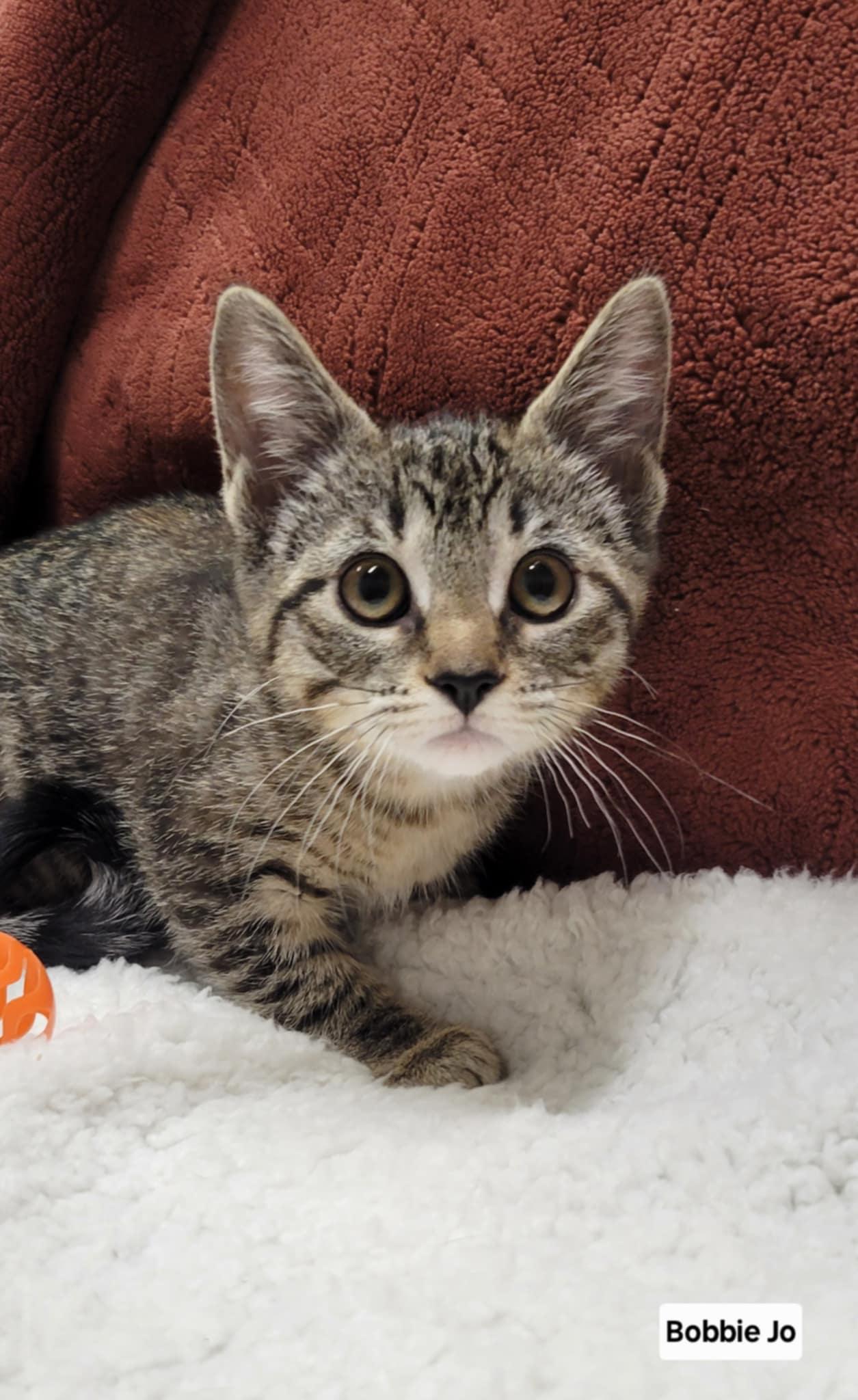 Bobbie Jo, Adoptable, Kitten Female Domestic Short Hair & Tabby.