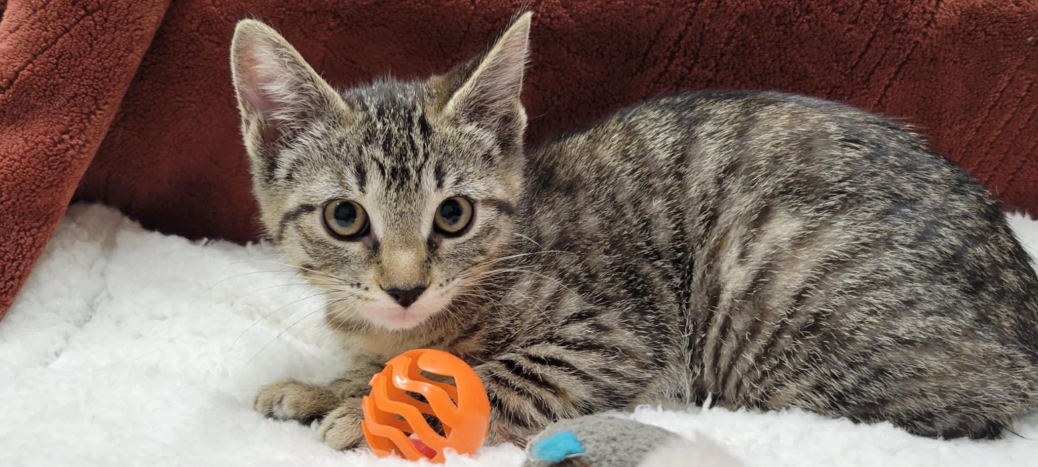 Bobbie Jo, a Adoptable mixed breed in Blaine, MN image 6/6