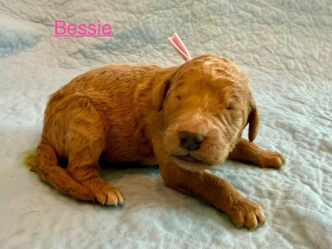 Enlarge Bessie (Maggie litter), an adopted mixed breed in Mount Juliet, TN image 2/3