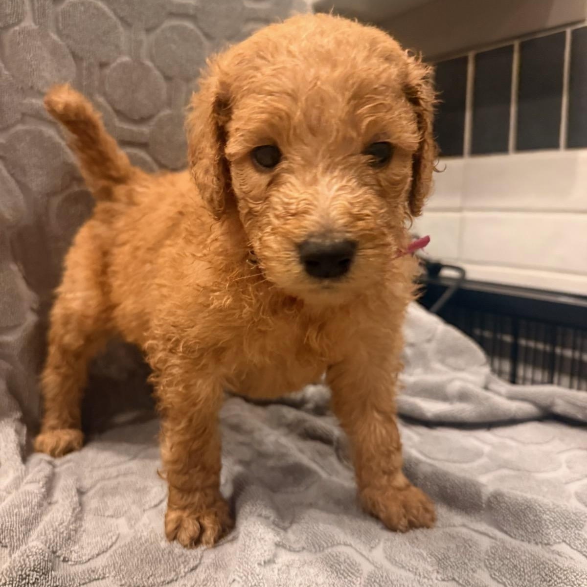 Bessie (Maggie litter), adopted, Puppy Female Labradoodle & Goldendoodle.