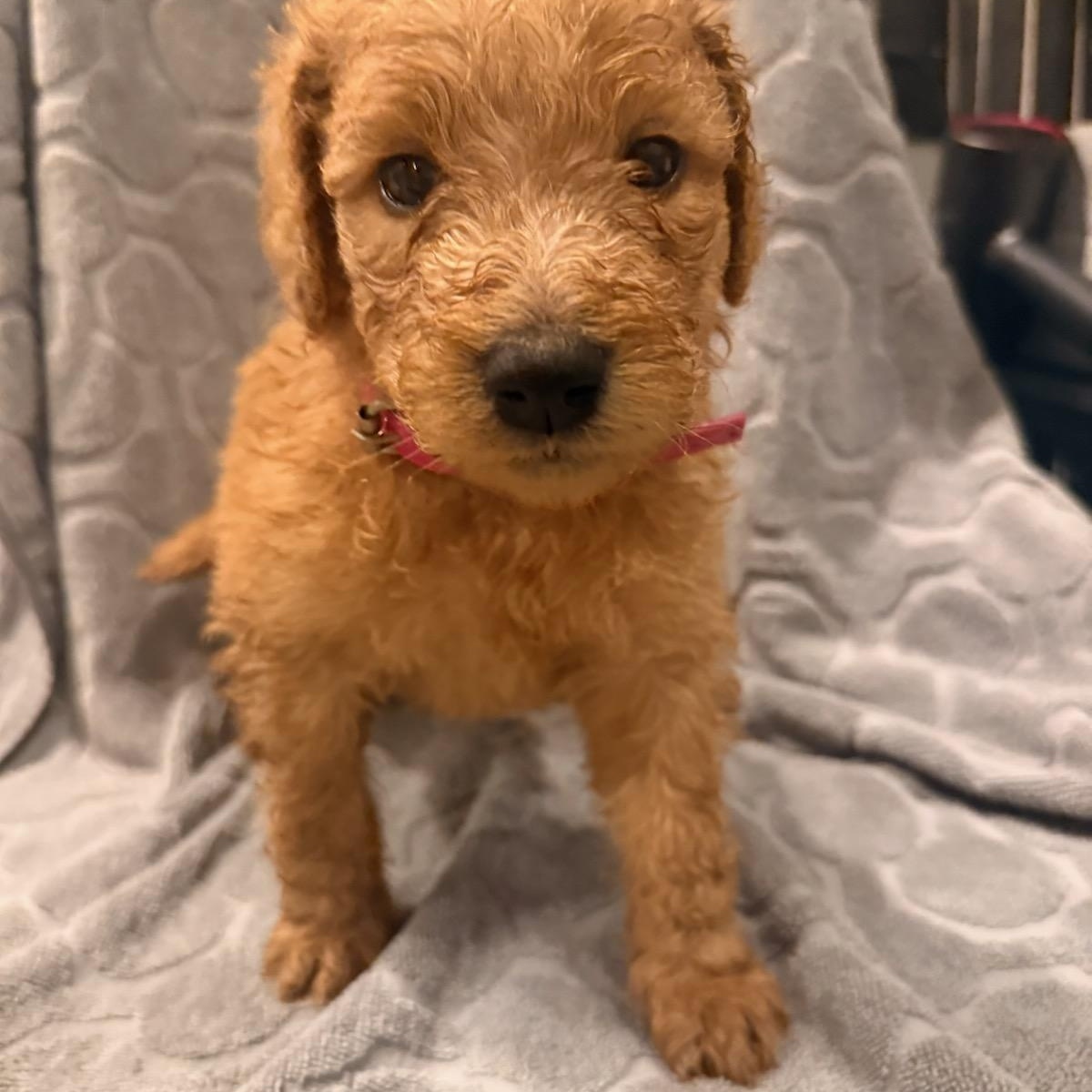 Enlarge Bessie (Maggie litter), an adopted mixed breed in Mount Juliet, TN image 3/3