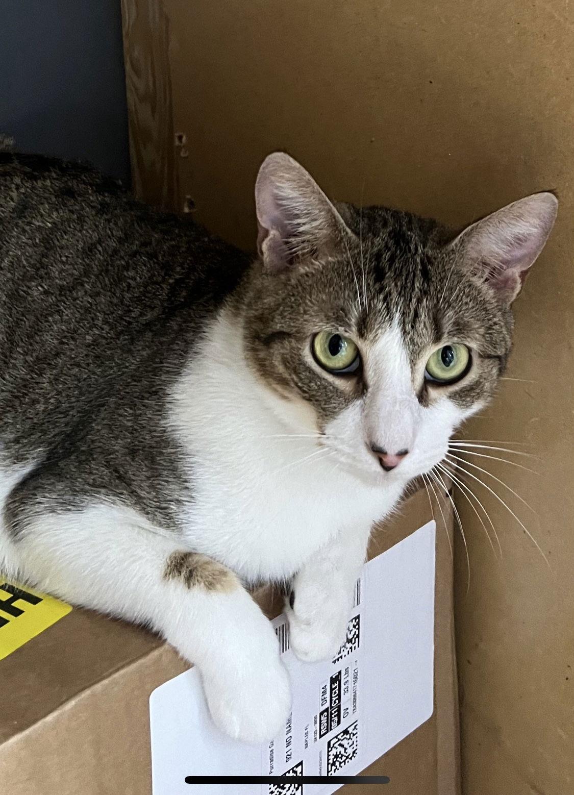 Enlarge Meorpheus, a Adoptable American Shorthair in Naples, FL image 1/2