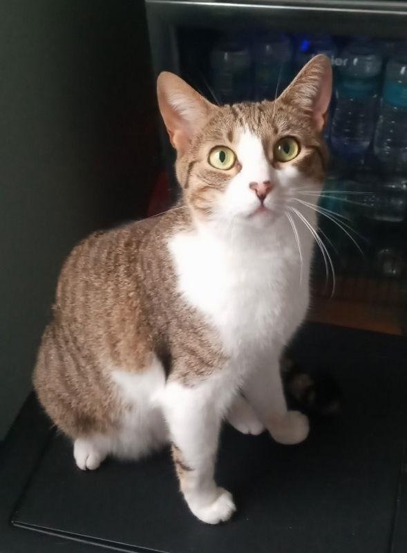 Meorpheus, Adoptable, Adult Male American Shorthair.