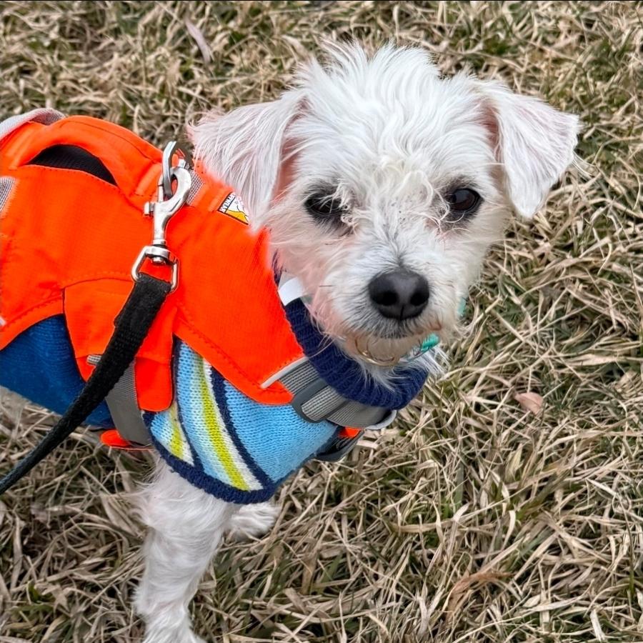 Enlarge Bear , a ADOPTABLE Morkie in Toronto, ON image 1/6