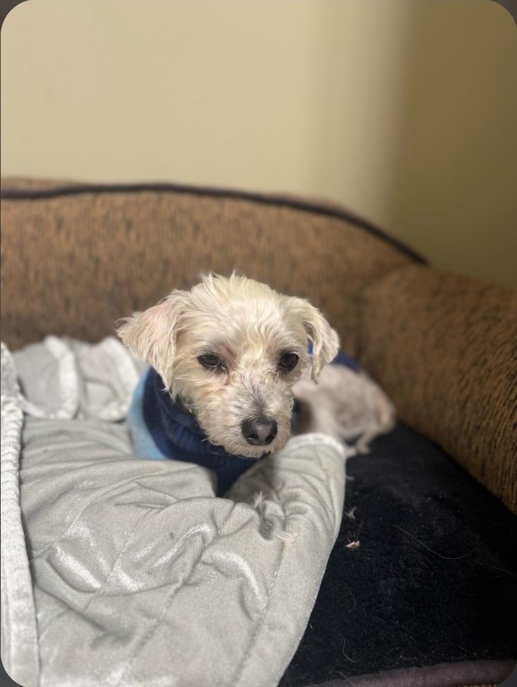 Enlarge Bear , a ADOPTABLE Morkie in Toronto, ON image 5/6