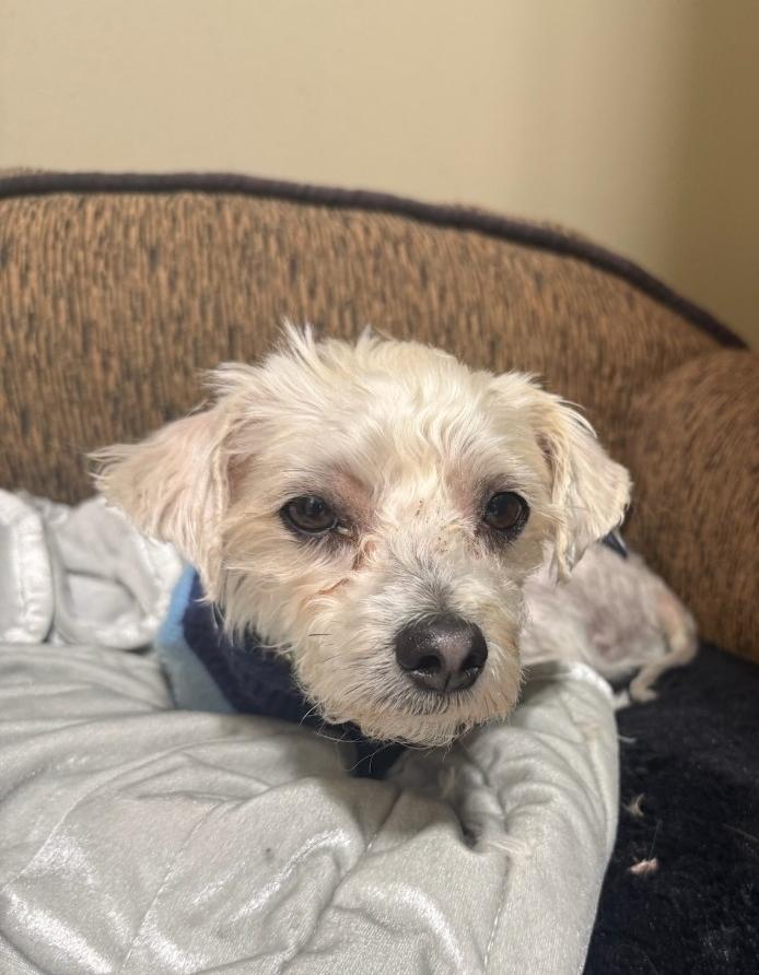 Enlarge Bear , a ADOPTABLE Morkie in Toronto, ON image 4/6