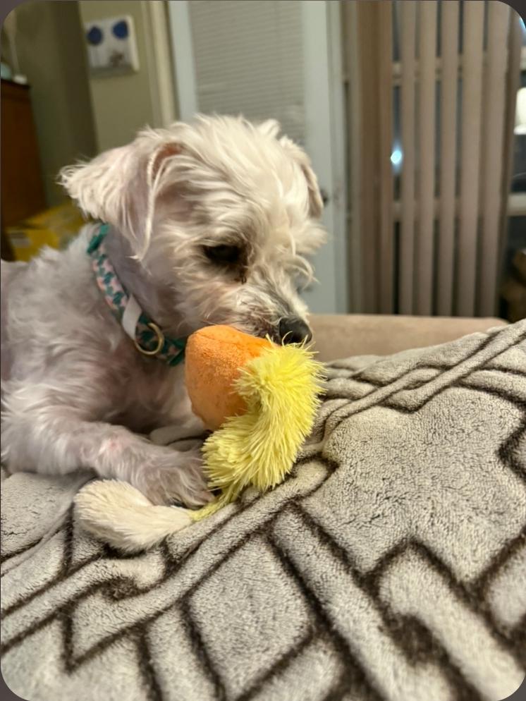 Enlarge Bear , a ADOPTABLE Morkie in Toronto, ON image 6/6