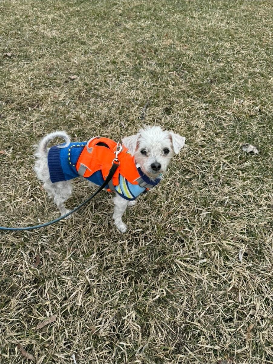Enlarge Bear , a ADOPTABLE Morkie in Toronto, ON image 2/6