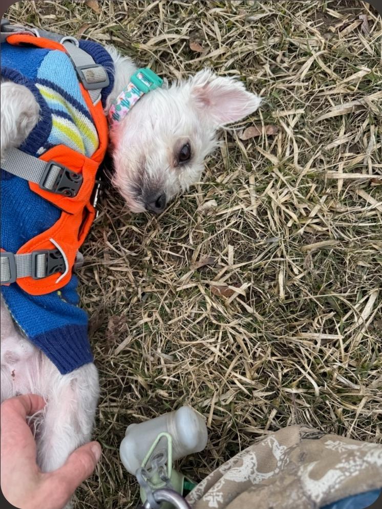 Enlarge Bear , a ADOPTABLE Morkie in Toronto, ON image 3/6