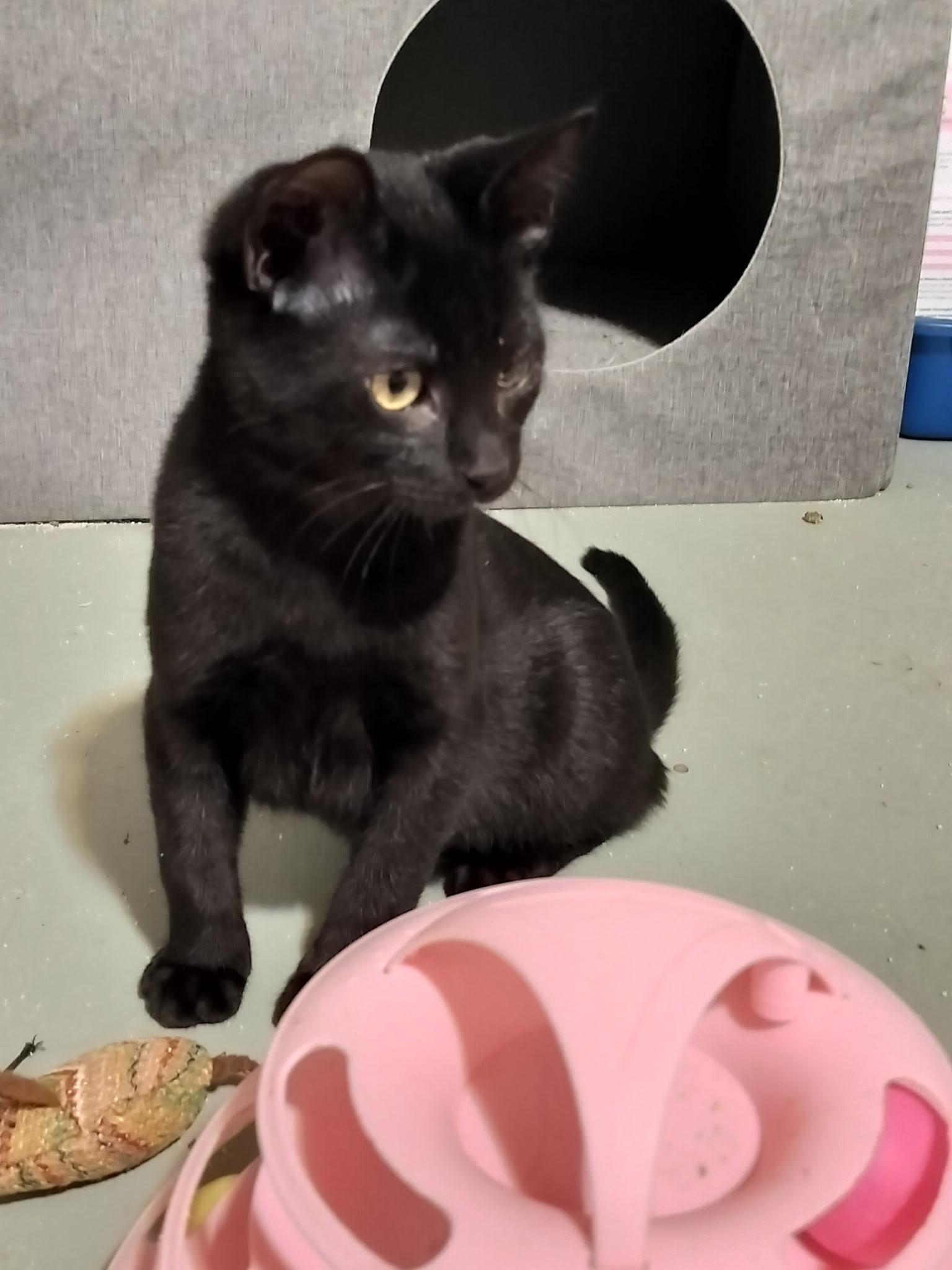 Auggie, an adopted Tabby in Syracuse, NY image 1/3