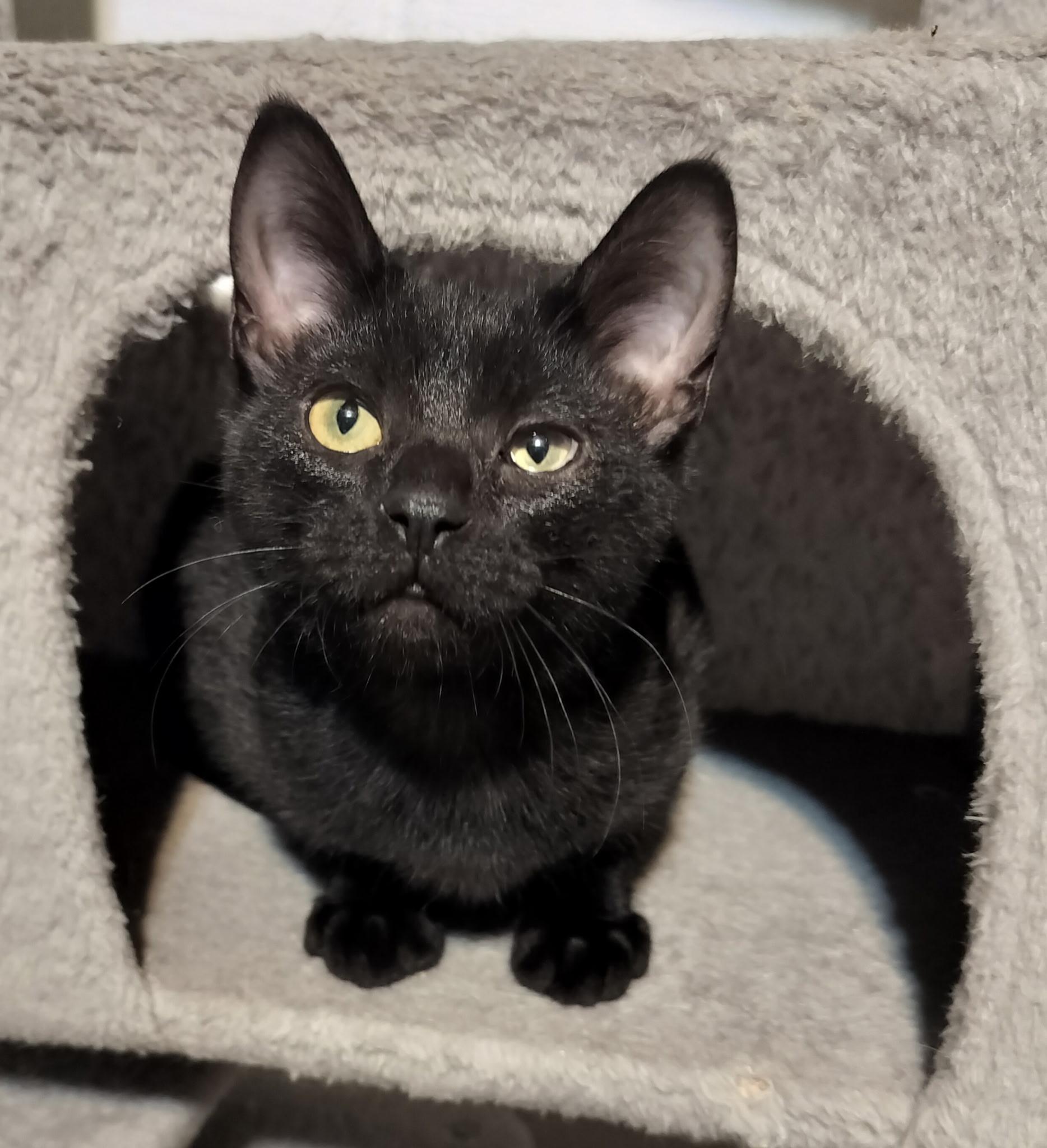 Auggie, an adopted Tabby in Syracuse, NY image 2/3