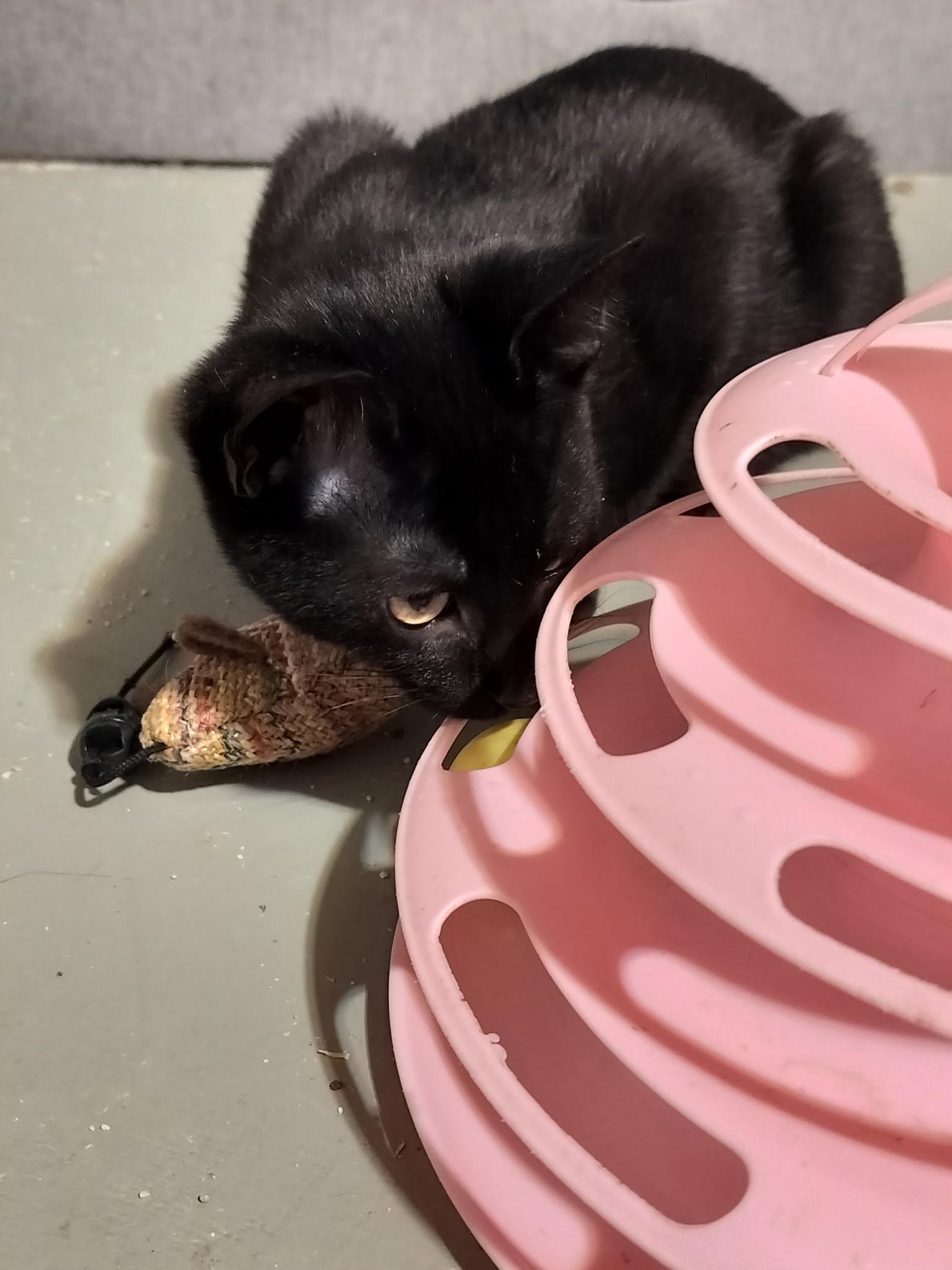 Auggie, an adopted Tabby in Syracuse, NY image 3/3