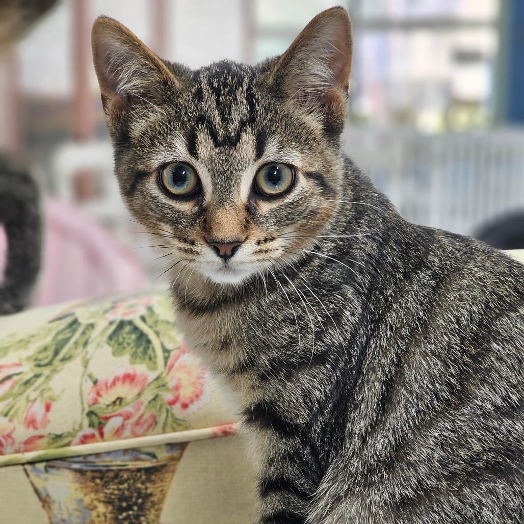 Enlarge Peter, a Adoptable Domestic Short Hair in Toledo, OH image 1/6