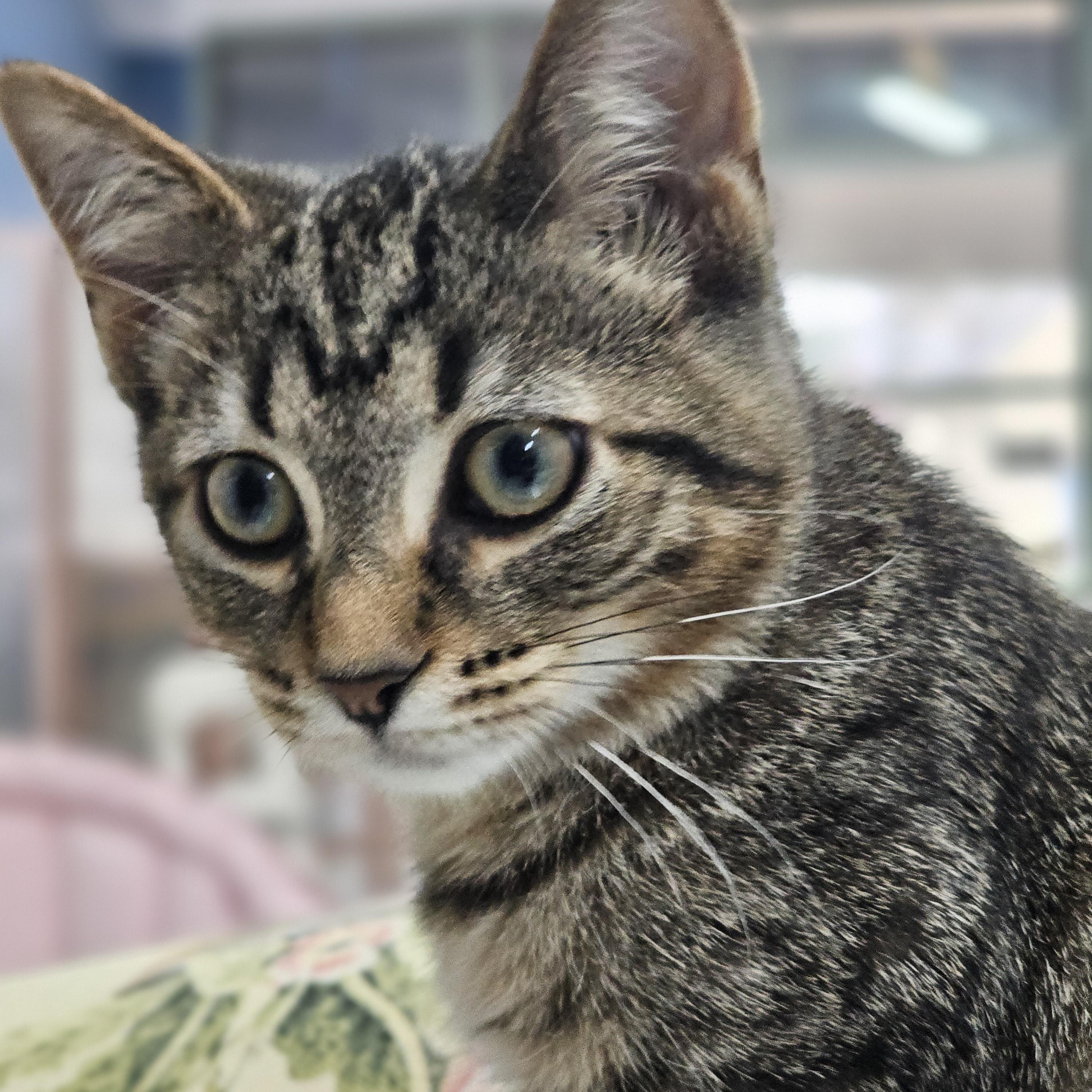 Enlarge Peter, a Adoptable Domestic Short Hair in Toledo, OH image 2/6