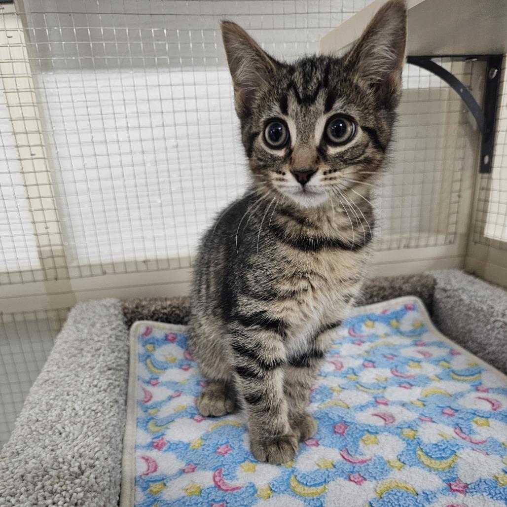 Enlarge Peter, a Adoptable Domestic Short Hair in Toledo, OH image 6/6