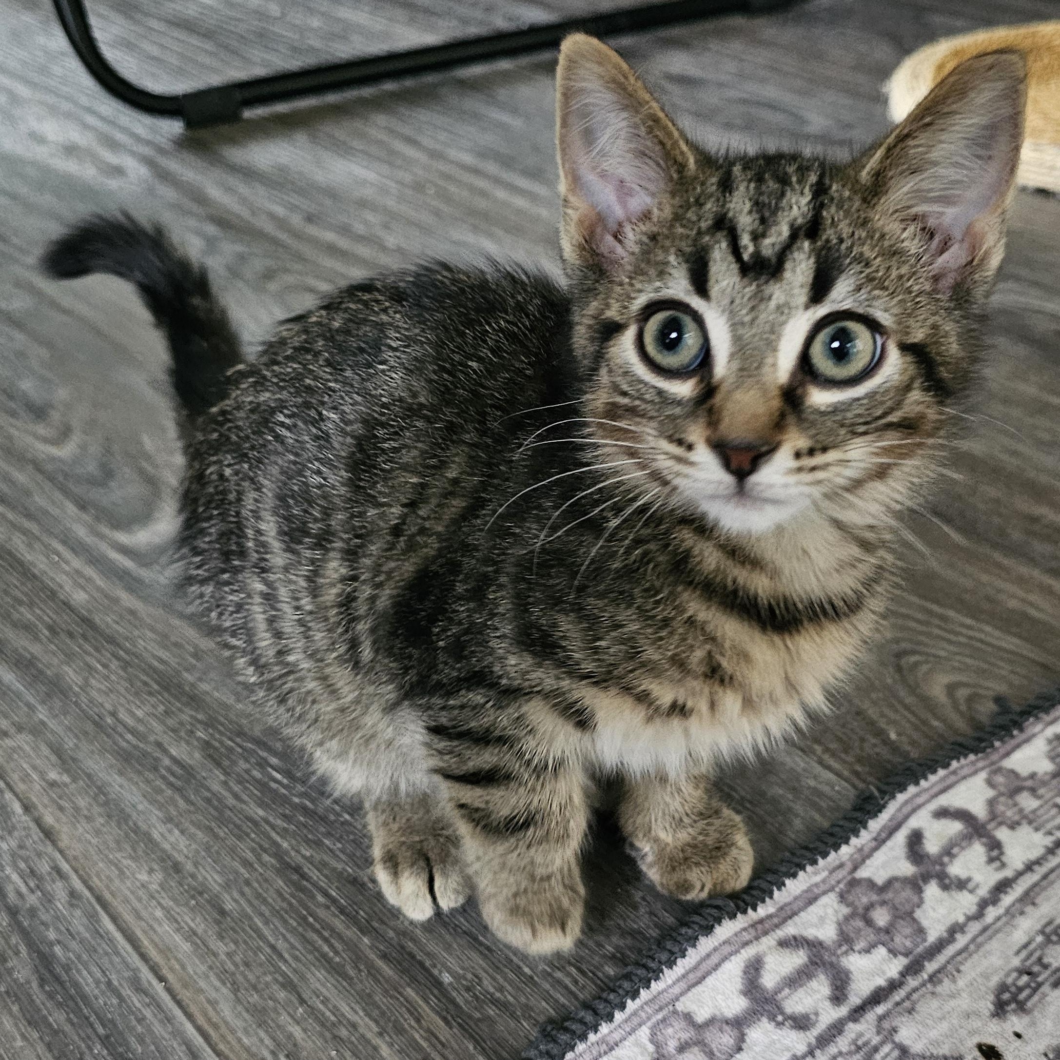 Enlarge Peter, a Adoptable Domestic Short Hair in Toledo, OH image 5/6