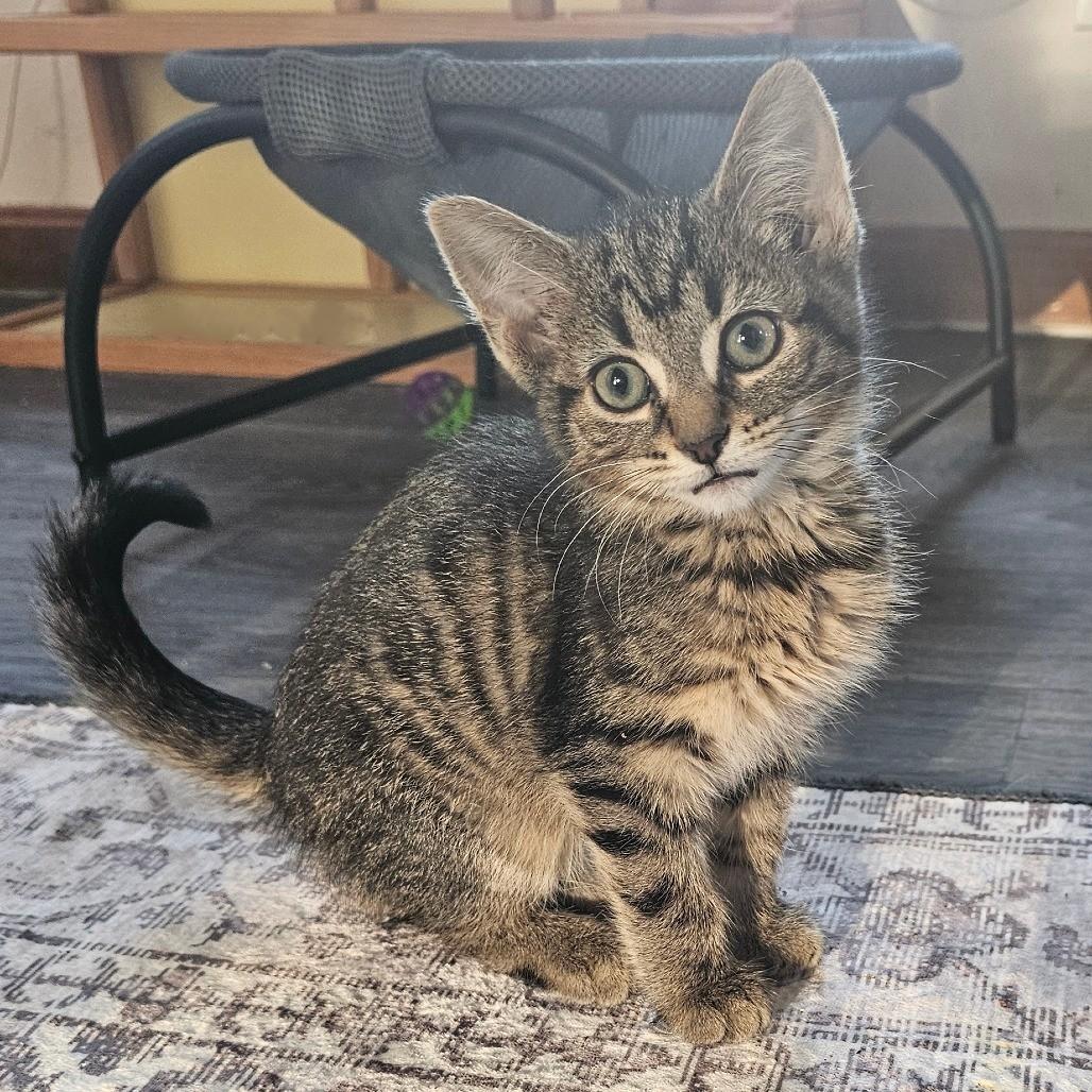 Enlarge Peter, a Adoptable Domestic Short Hair in Toledo, OH image 4/6