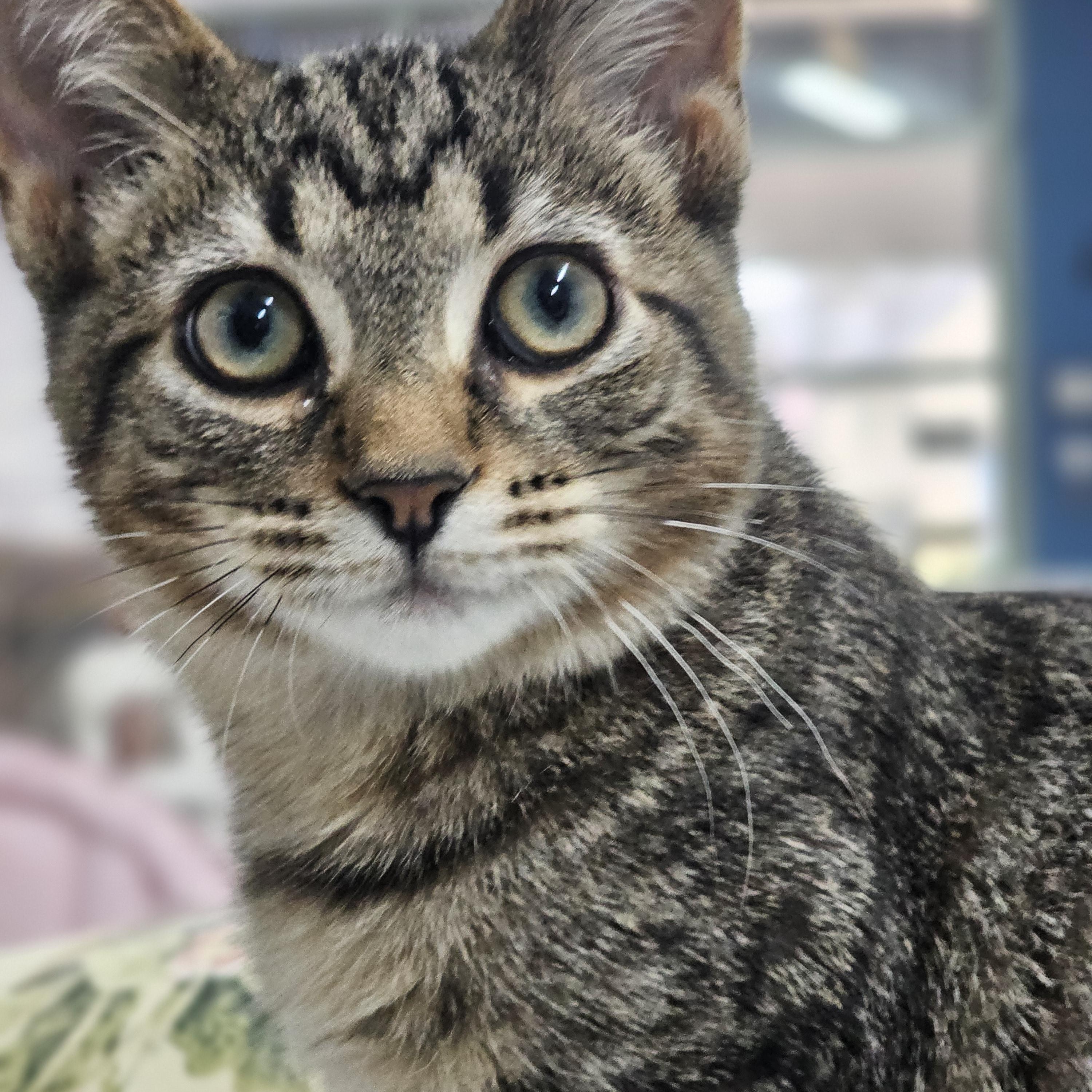 Enlarge Peter, a Adoptable Domestic Short Hair in Toledo, OH image 3/6