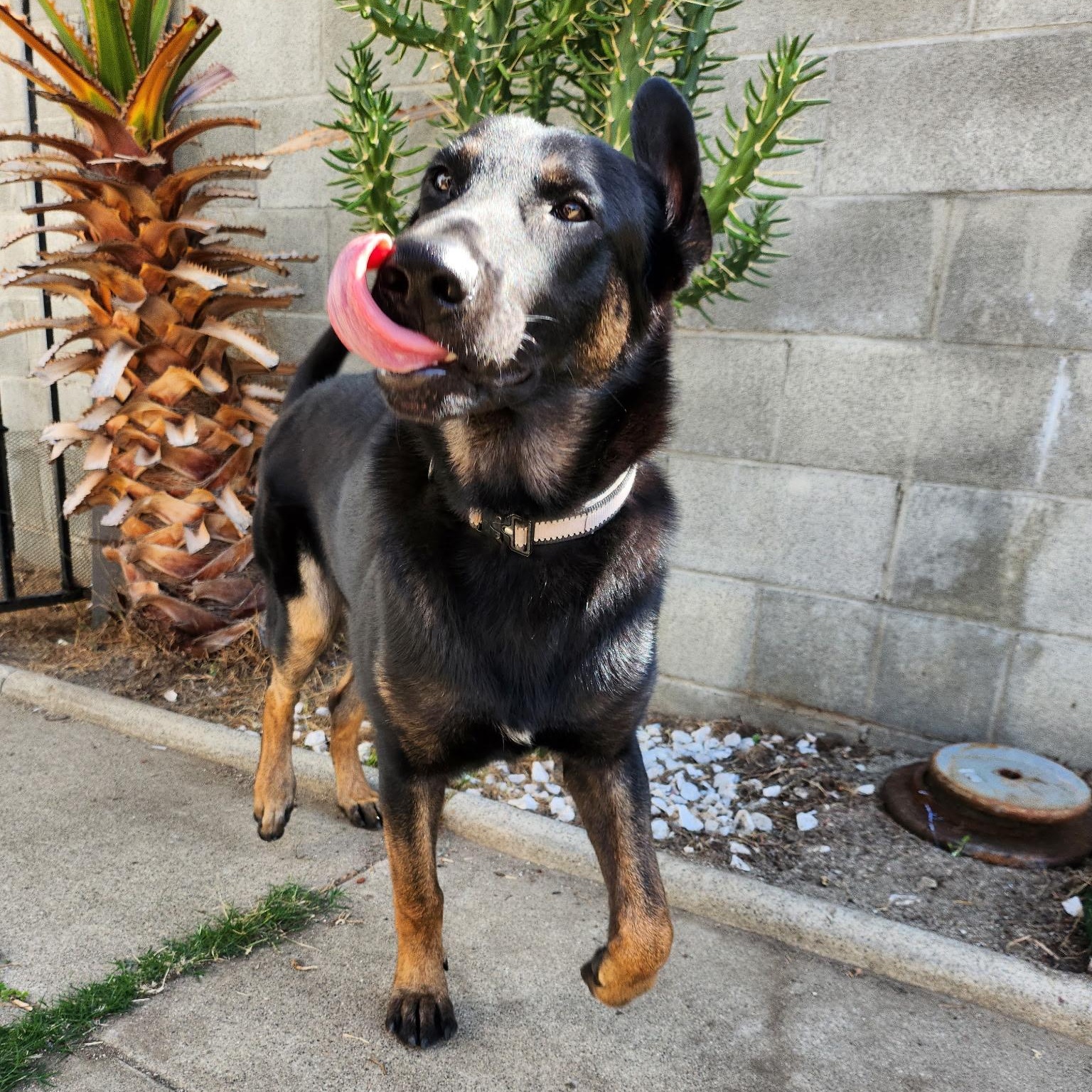 Enlarge Moonie (child/dog friendly, loving), a Adoptable mixed breed in Murrieta, CA image 2/5