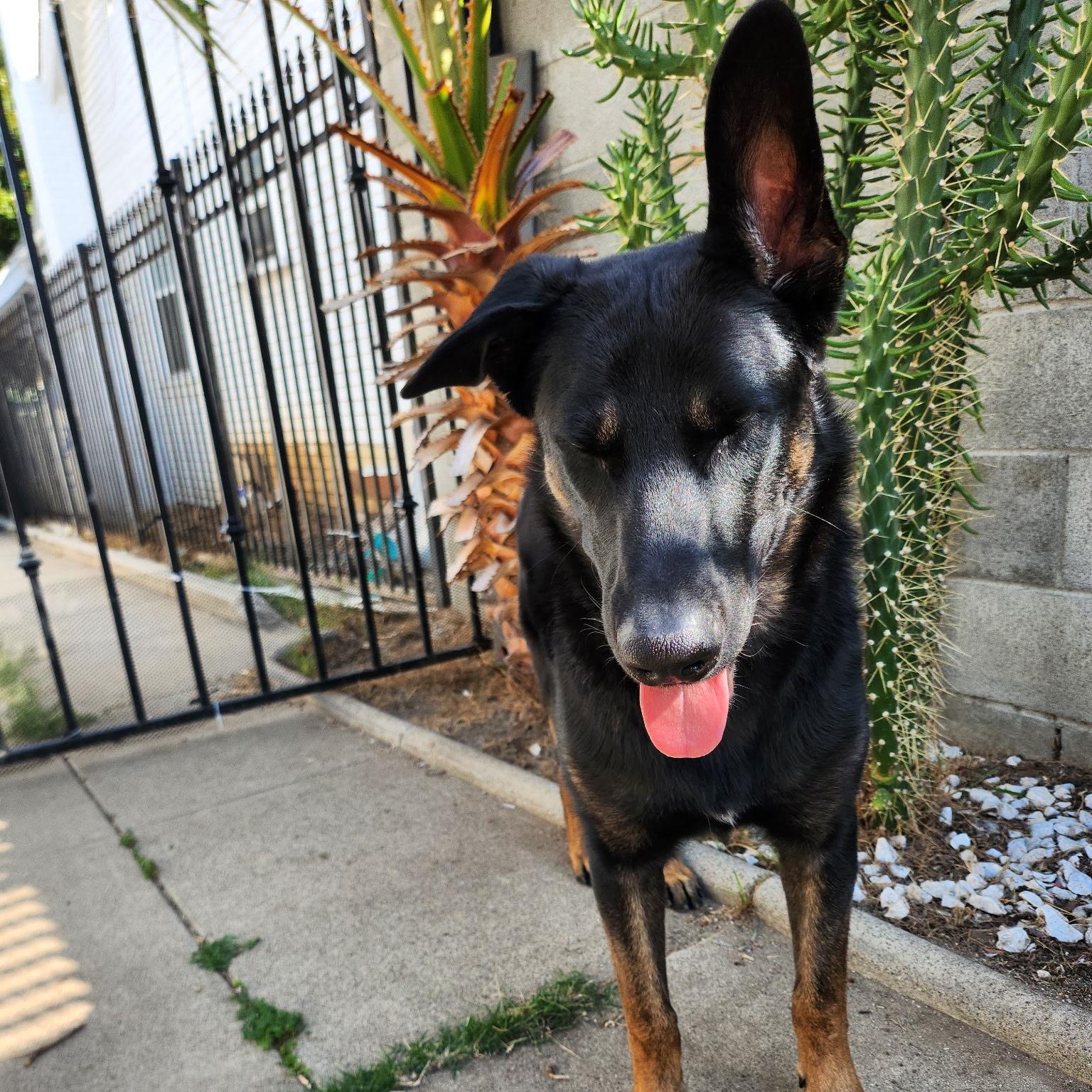 Enlarge Moonie (child/dog friendly, loving), a Adoptable mixed breed in Murrieta, CA image 5/5