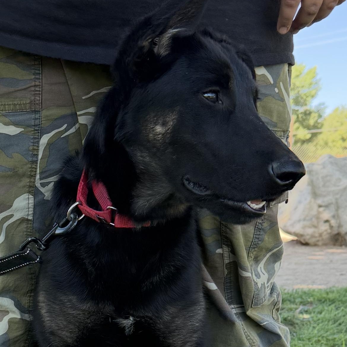 Enlarge Moonie (child/dog friendly, loving), a Adoptable mixed breed in Murrieta, CA image 1/3