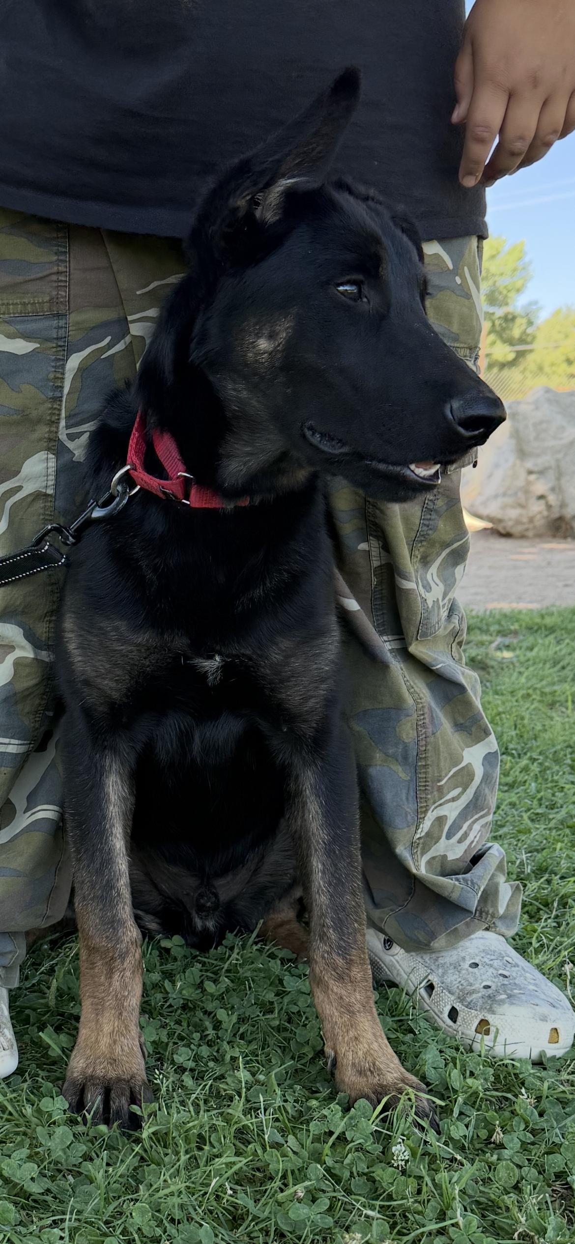 Enlarge Moonie (child/dog friendly, loving), a Adoptable mixed breed in Murrieta, CA image 2/3