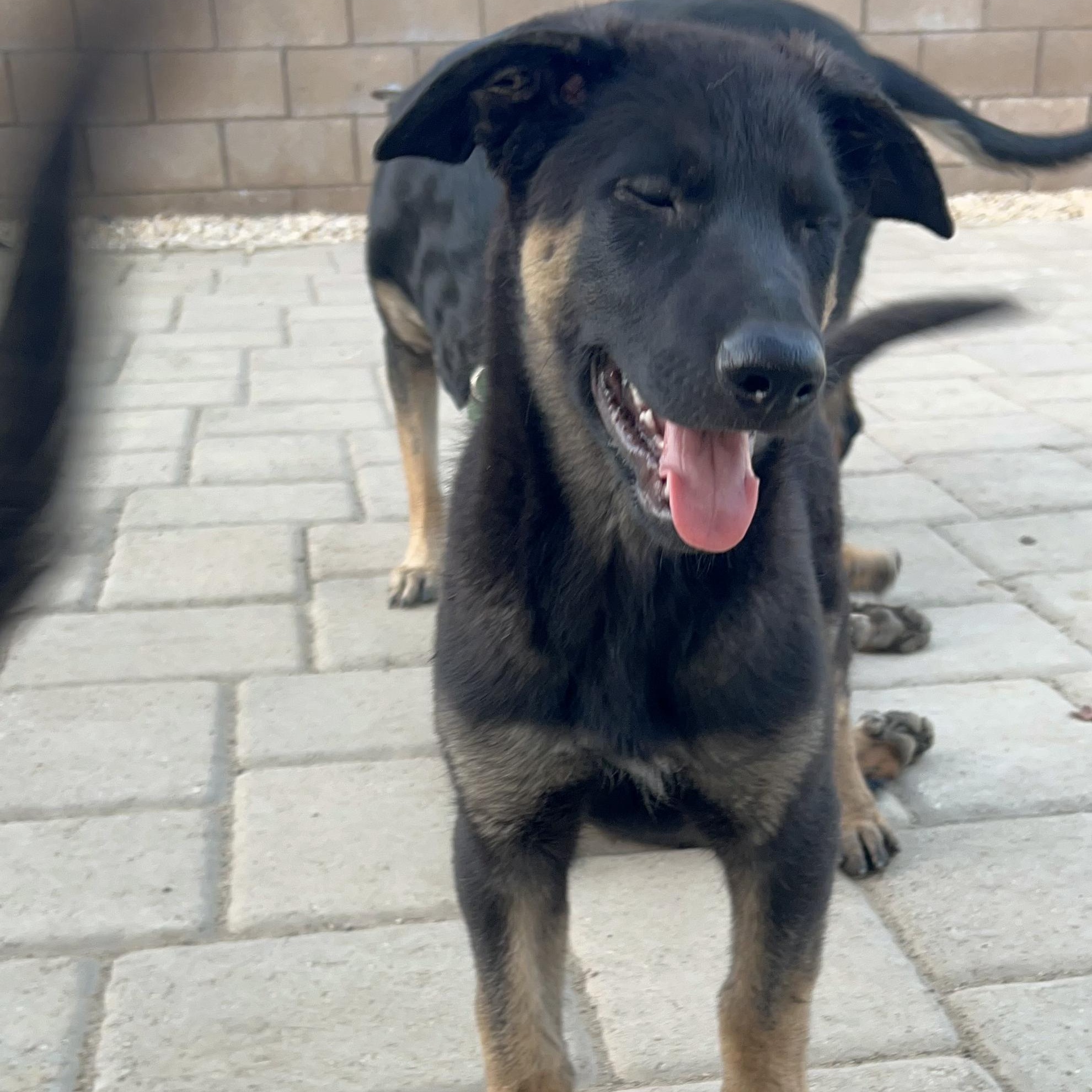 Enlarge Moonie (child/dog friendly, loving), a Adoptable mixed breed in Murrieta, CA image 3/3