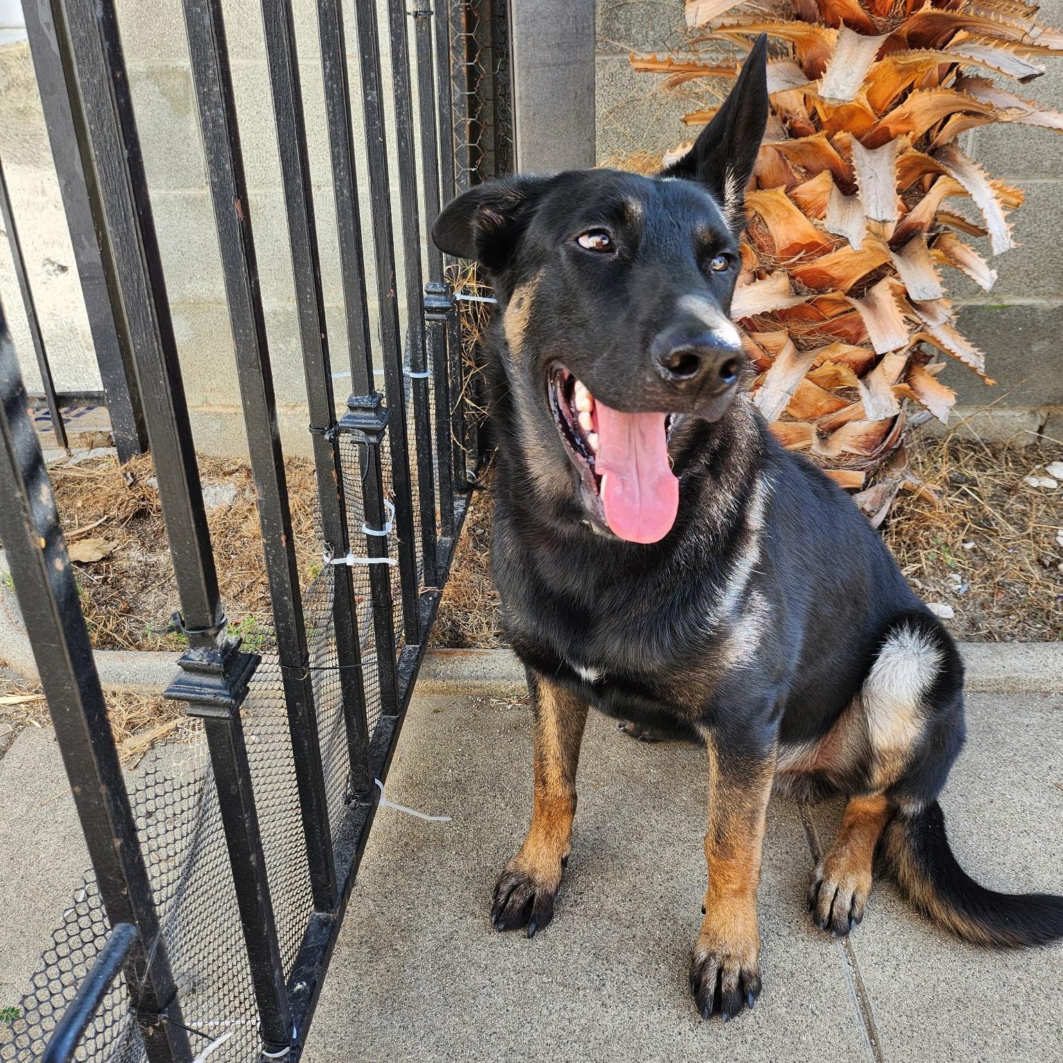 Moonie (child/dog friendly, loving), Adoptable, Young Male German Shepherd Dog & Belgian Shepherd / Malinois.