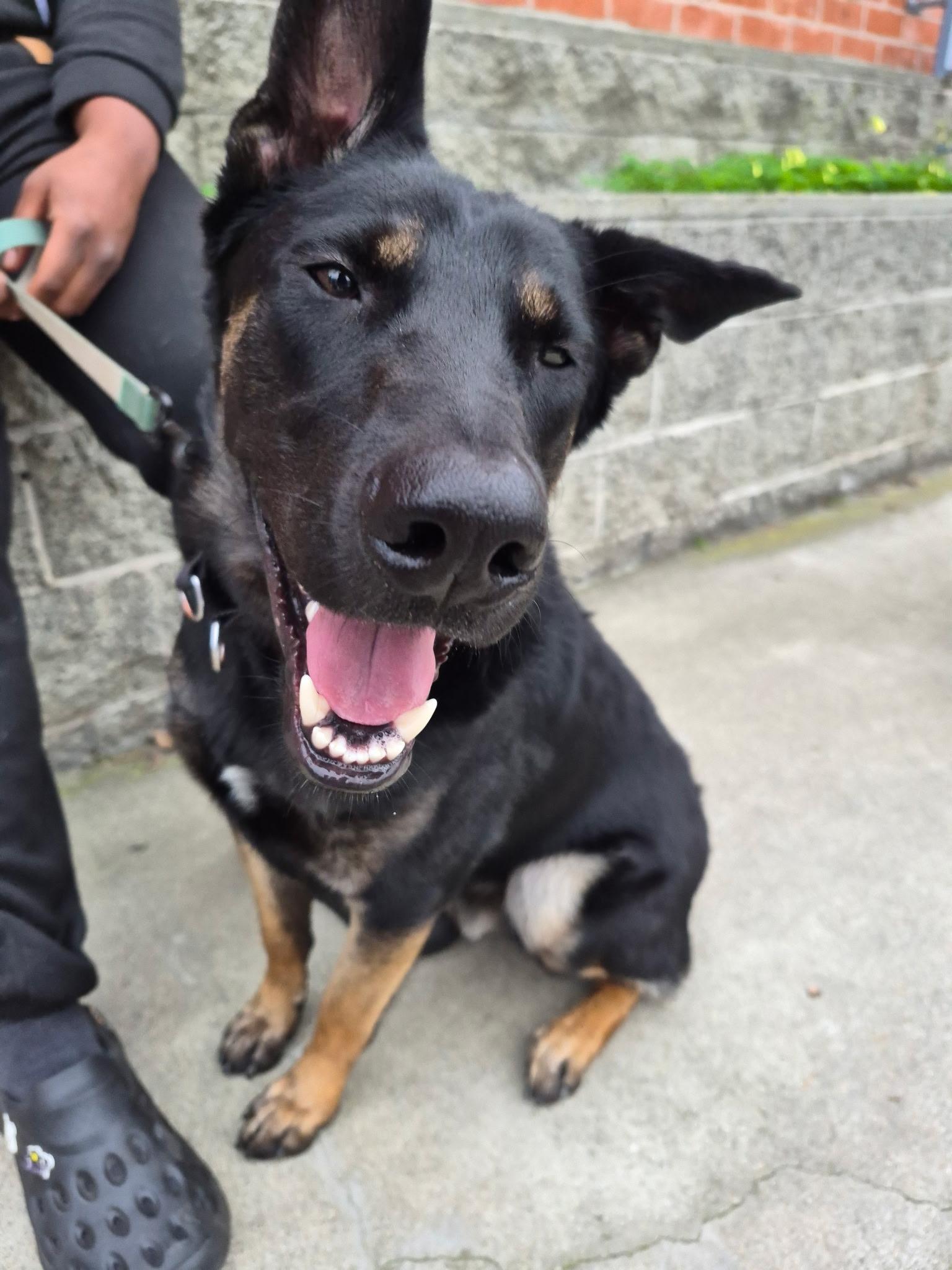 Enlarge Moonie (child/dog friendly, loving), a Adoptable mixed breed in Murrieta, CA image 4/5