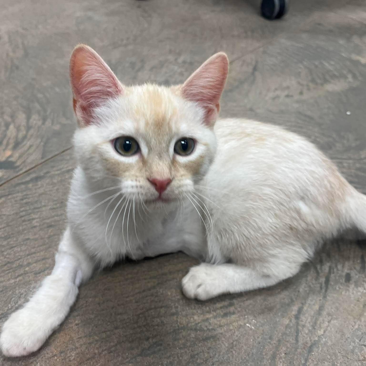 Theo, ADOPTABLE, Young Male Domestic Short Hair.