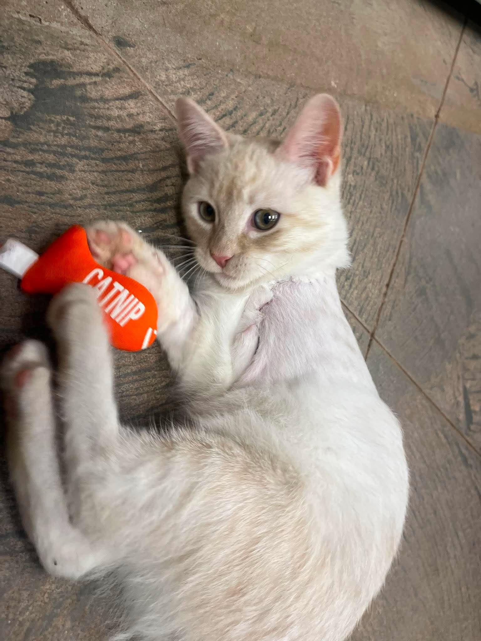 Theo, a ADOPTABLE Domestic Short Hair in Roosevelt, UT image 3/5