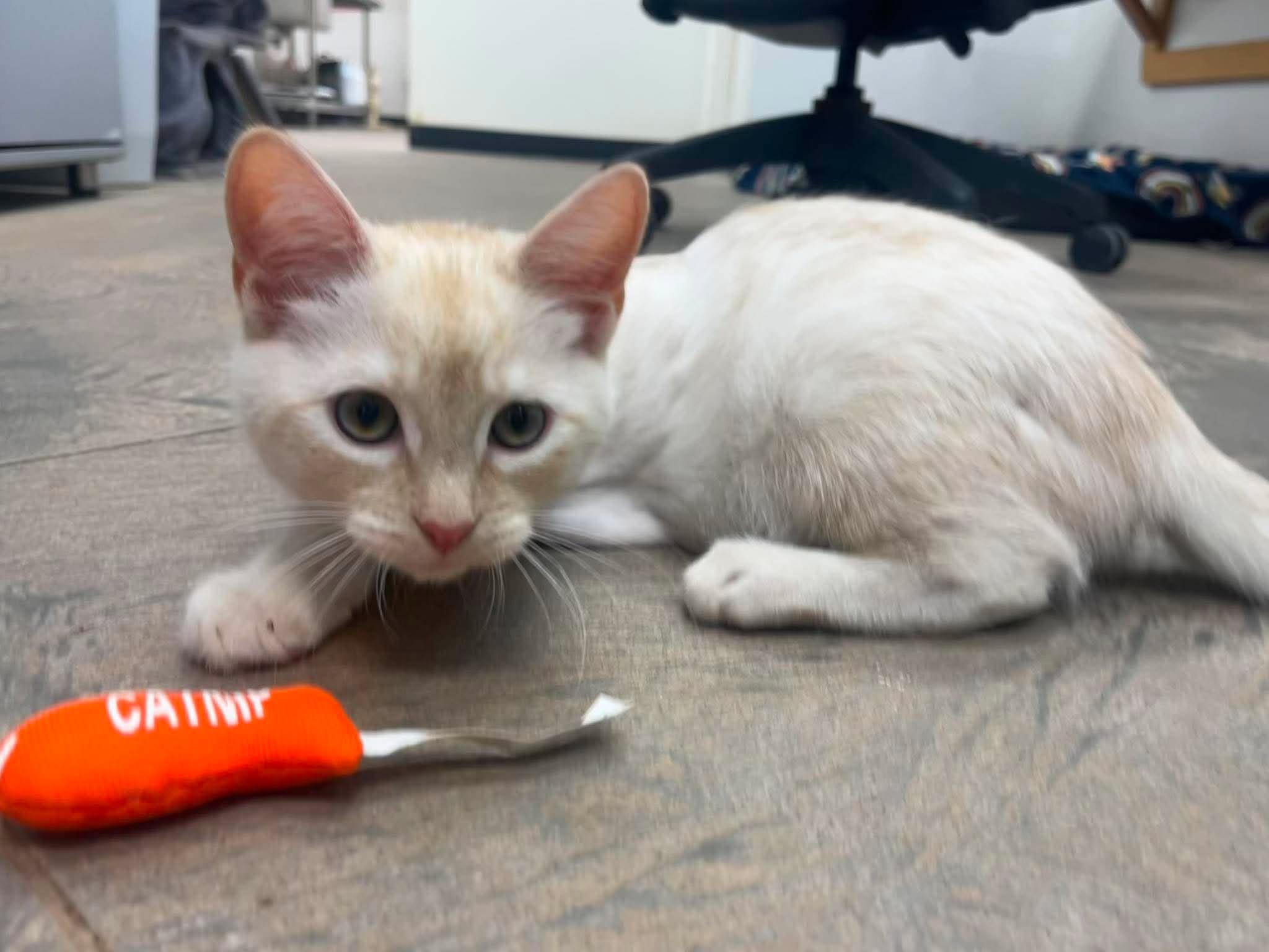 Theo, a ADOPTABLE Domestic Short Hair in Roosevelt, UT image 2/5