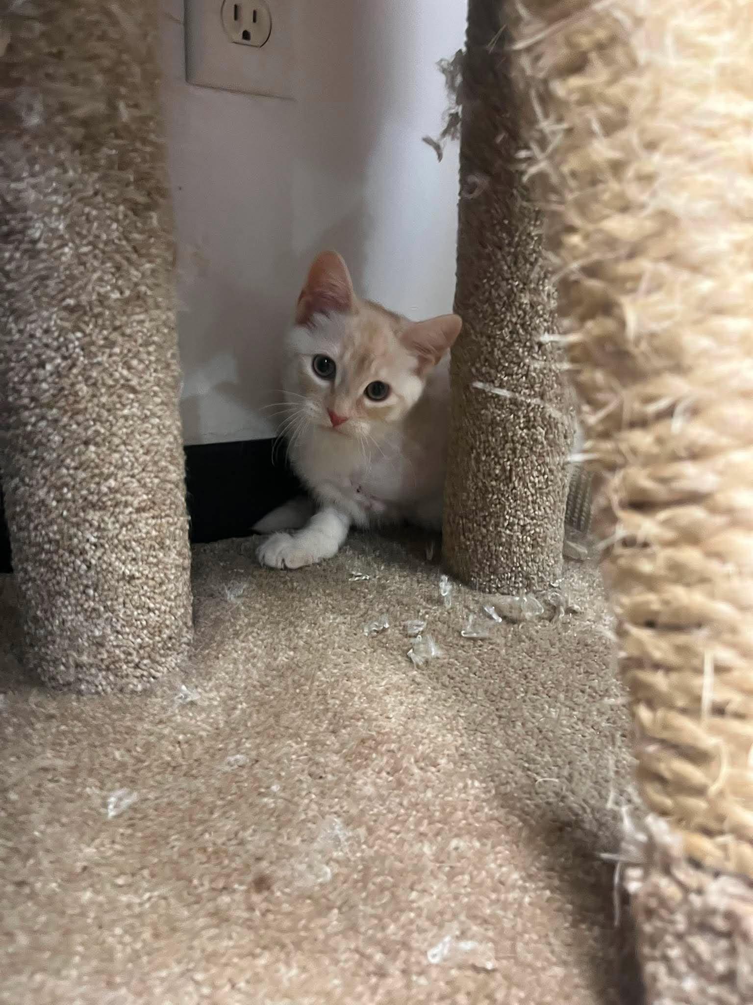 Theo, a ADOPTABLE Domestic Short Hair in Roosevelt, UT image 4/5