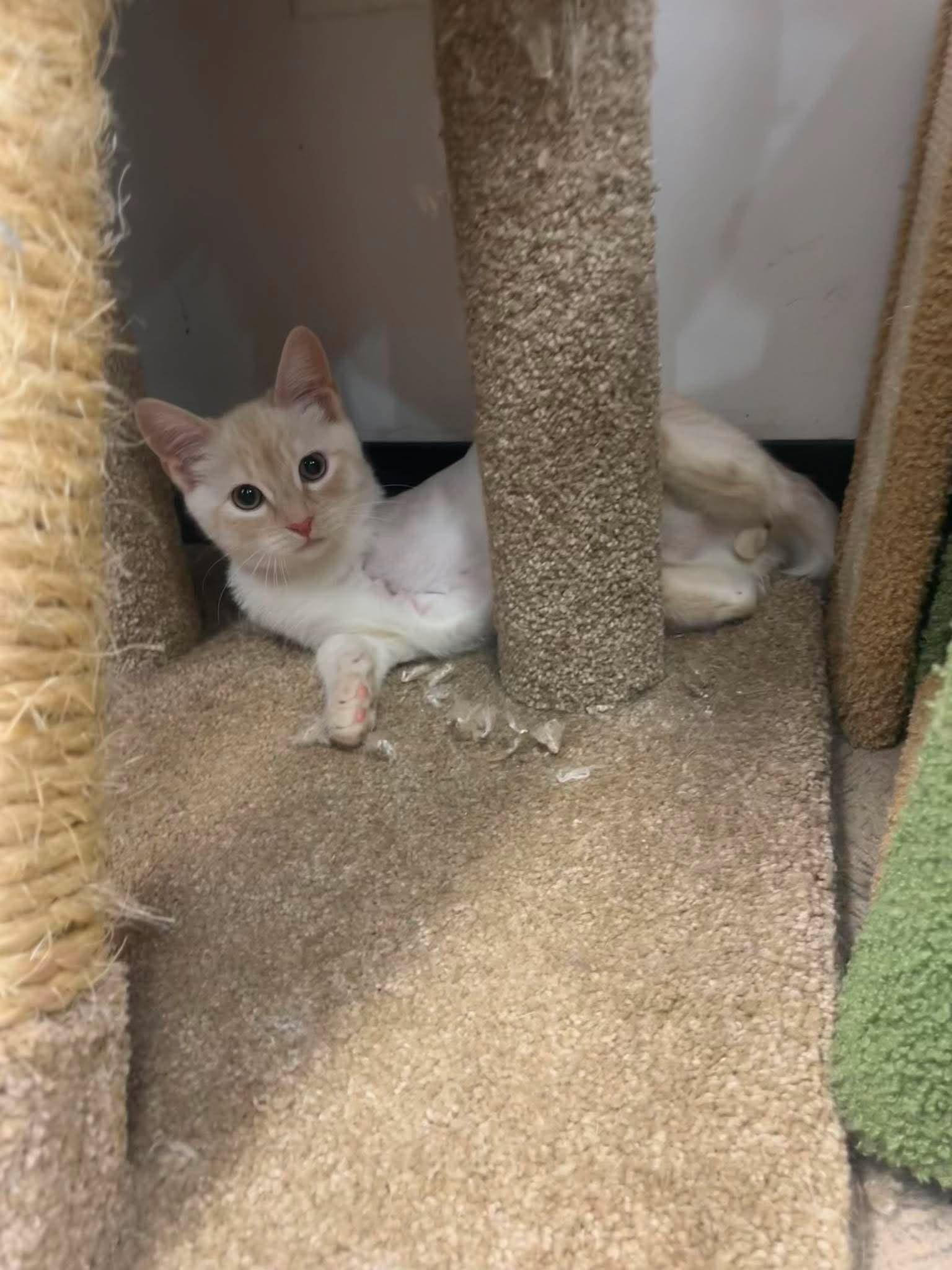 Theo, a ADOPTABLE Domestic Short Hair in Roosevelt, UT image 5/5