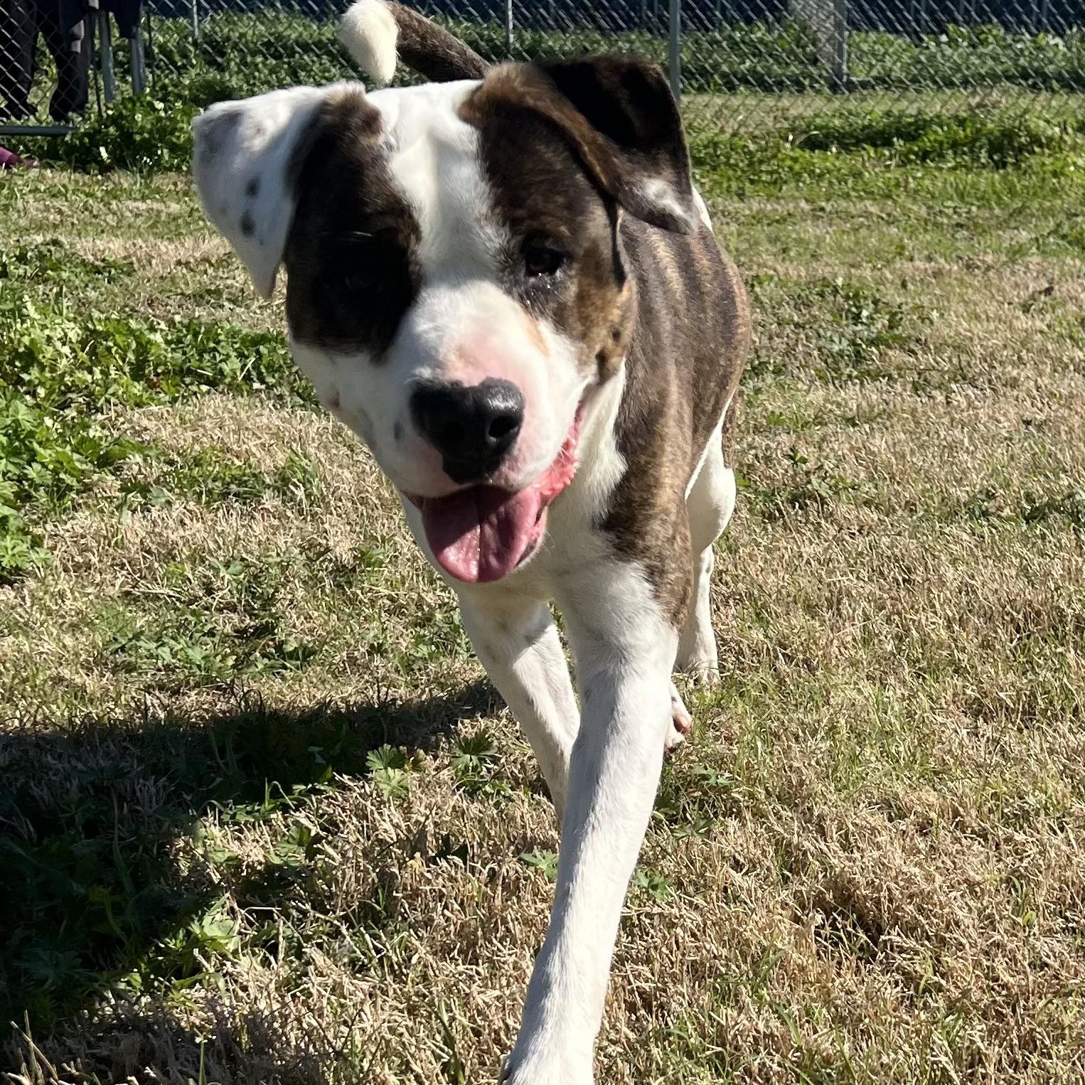 Cletus, adopted, Young Male American Bulldog & Terrier.