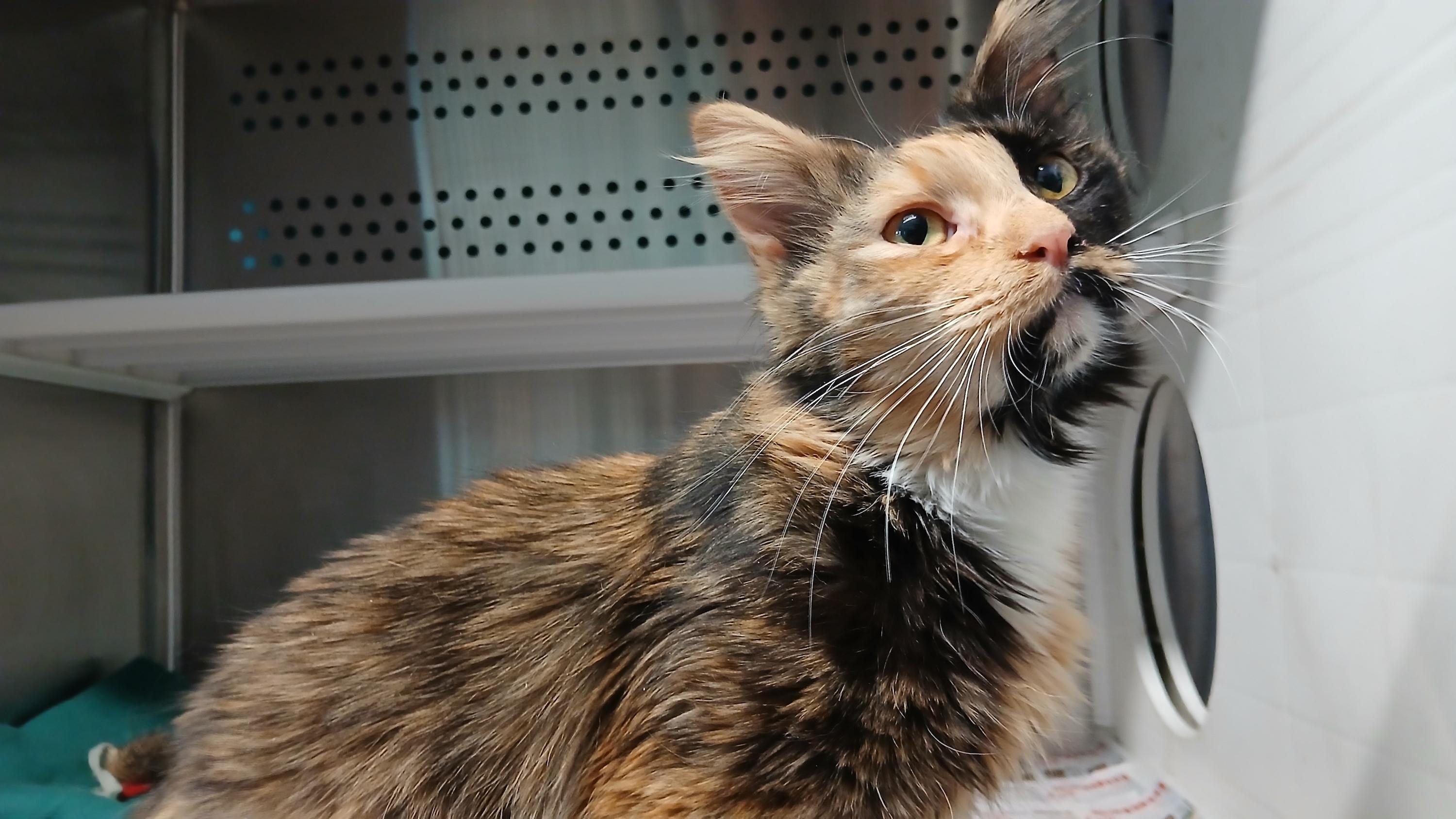 Enlarge Doubloon, an adopted Domestic Medium Hair in Cullowhee, NC image 3/5