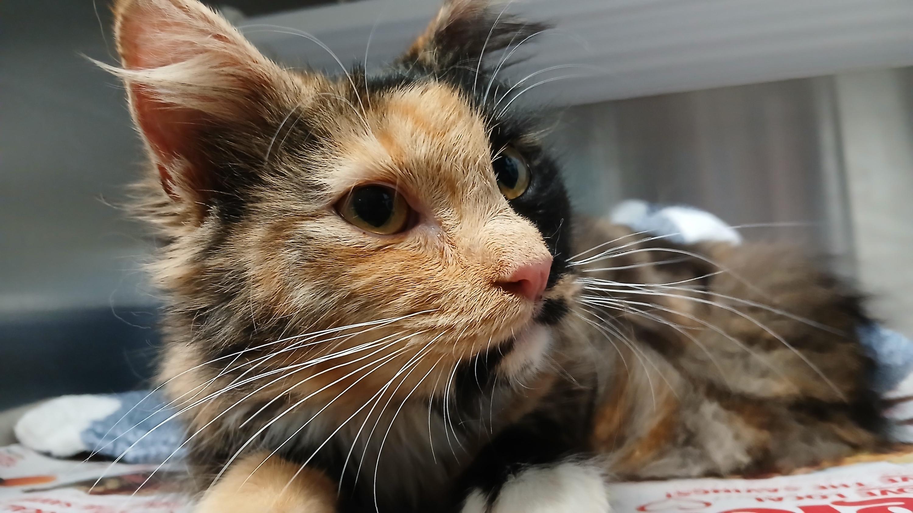 Enlarge Doubloon, an adopted Domestic Medium Hair in Cullowhee, NC image 2/5