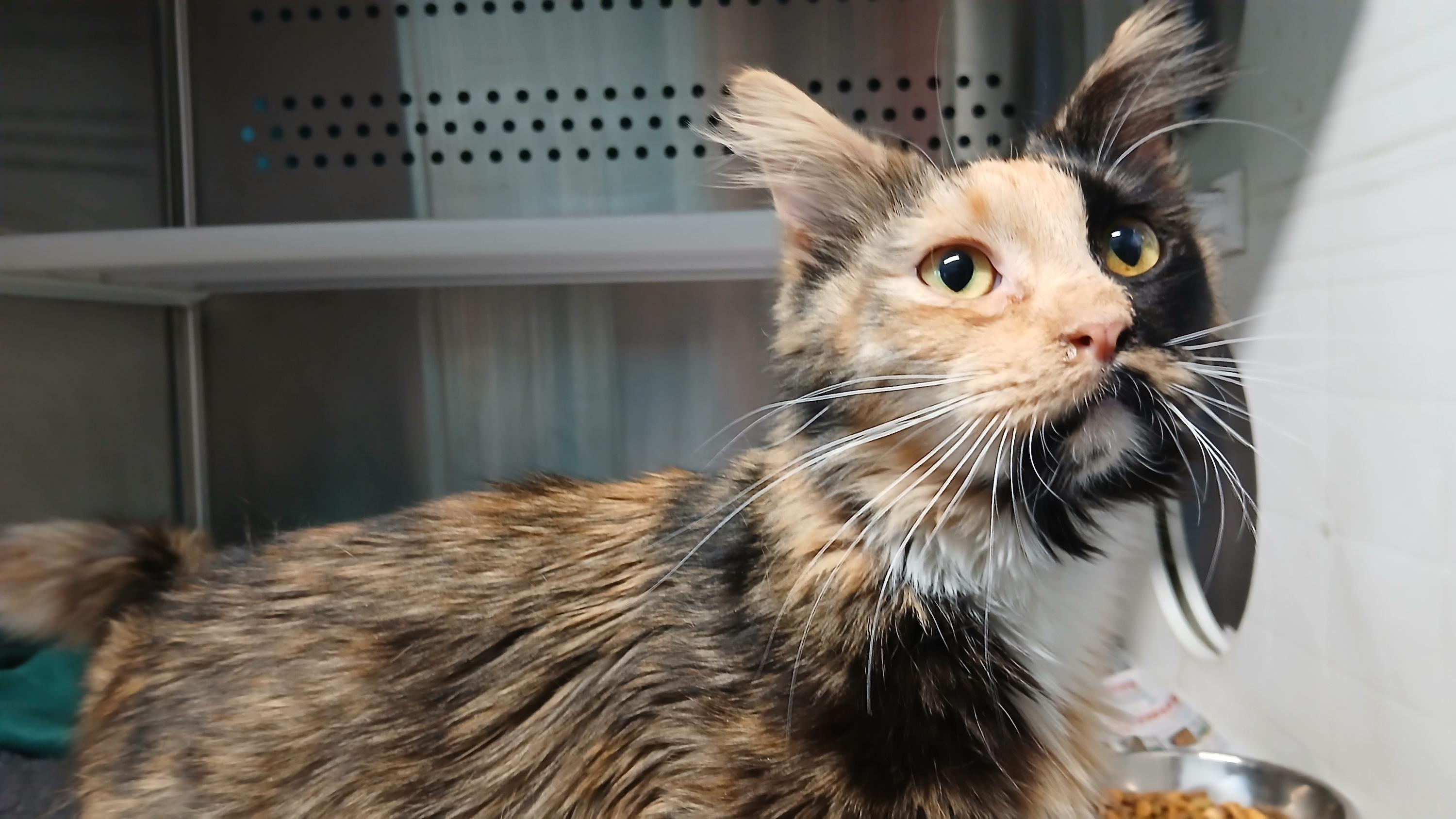 Enlarge Doubloon, an adopted Domestic Medium Hair in Cullowhee, NC image 5/5