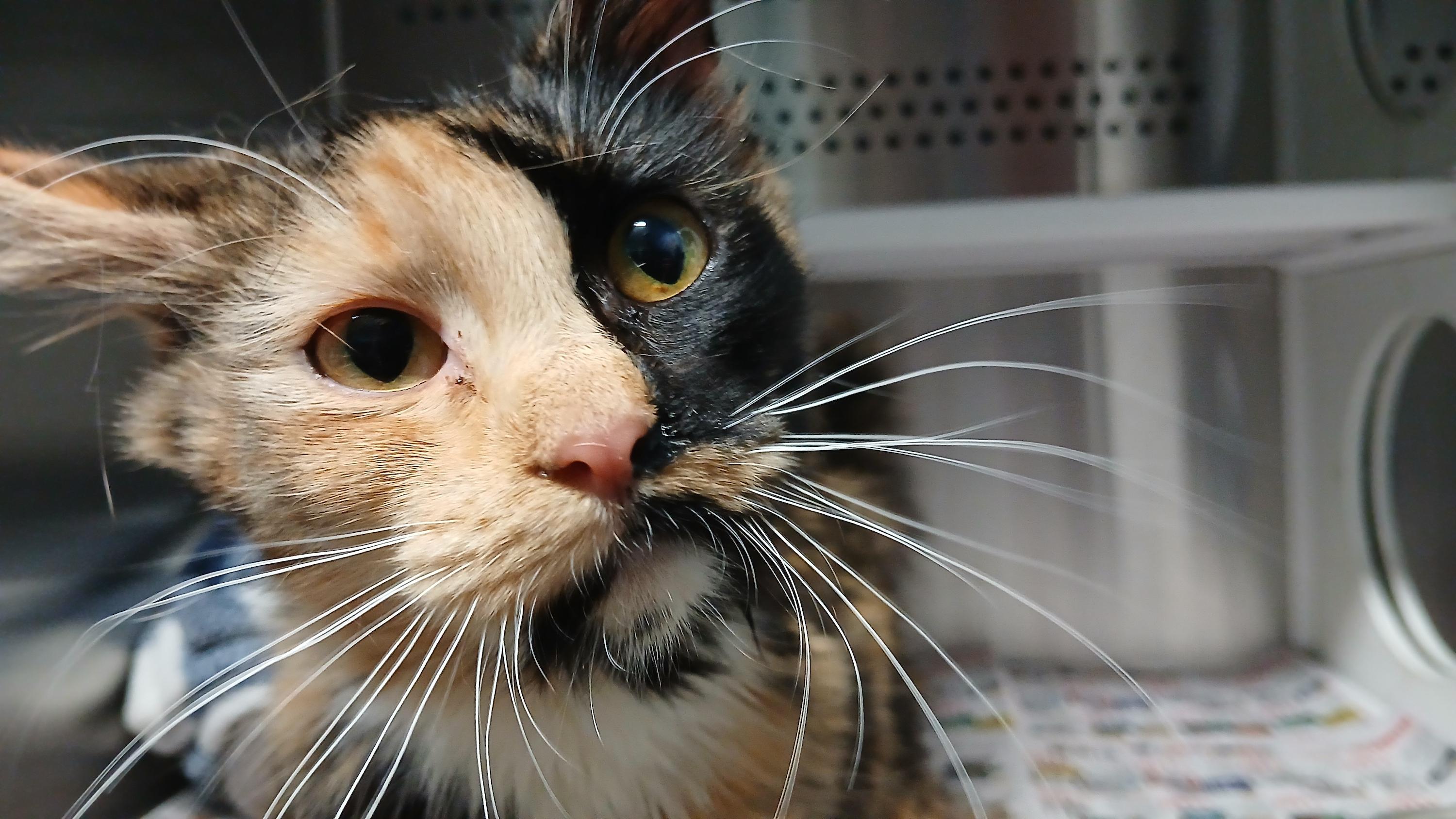 Enlarge Doubloon, an adopted Domestic Medium Hair in Cullowhee, NC image 4/5