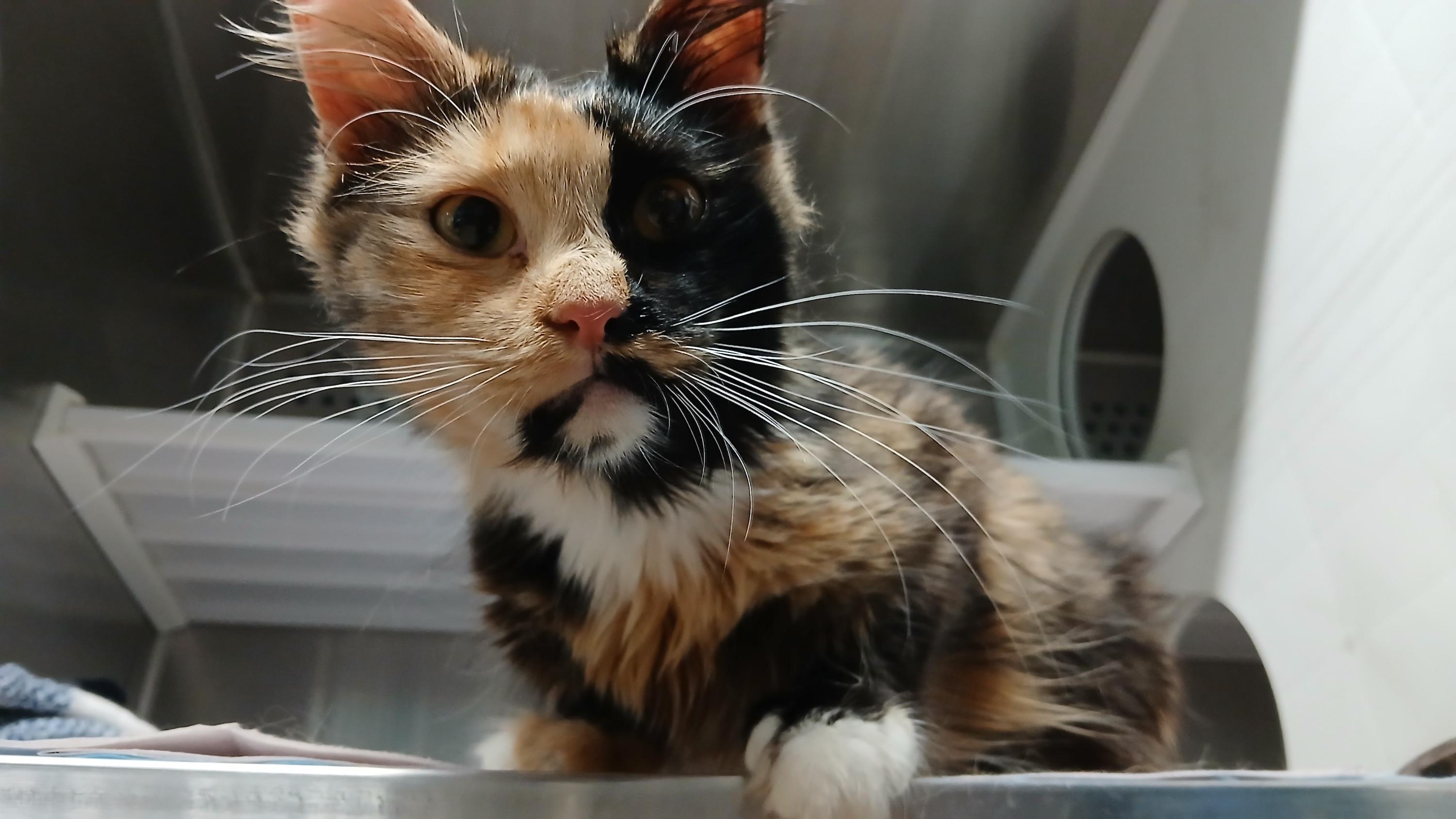 Enlarge Doubloon, an adopted Domestic Medium Hair in Cullowhee, NC image 1/5