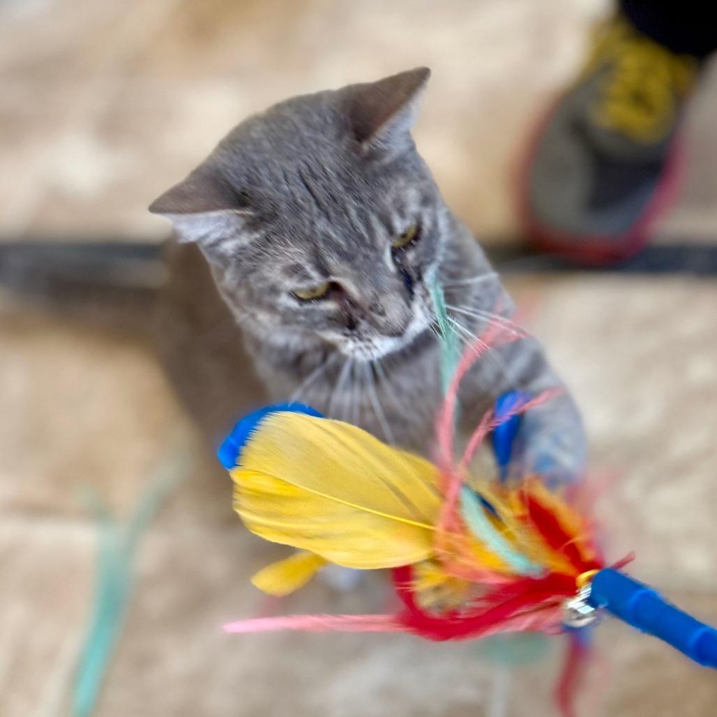 Rosie, Adoptable, Young Female Domestic Short Hair.