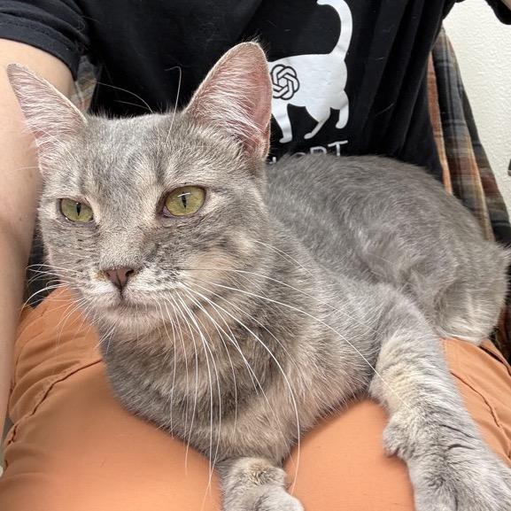 Enlarge Rosie, a Adoptable Domestic Short Hair in Colorado Springs, CO image 2/5