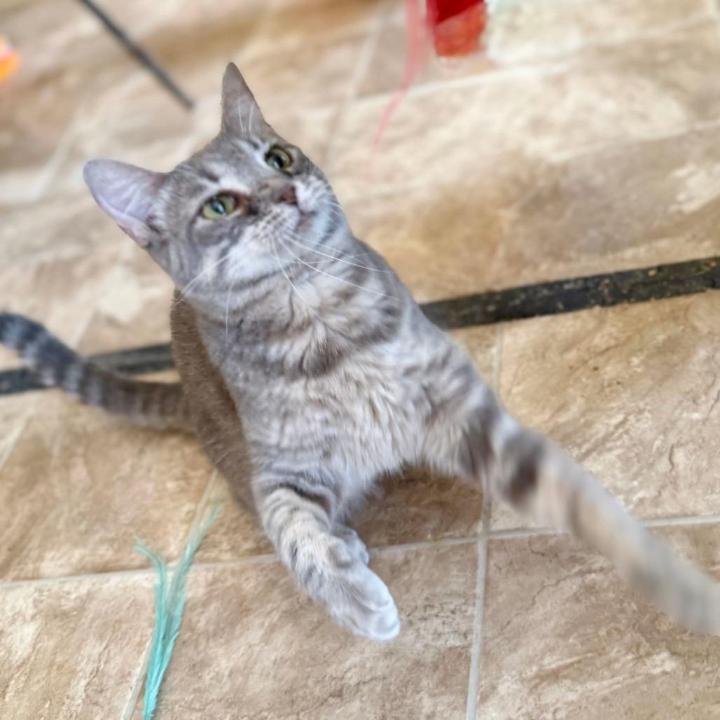Enlarge Rosie, a Adoptable Domestic Short Hair in Colorado Springs, CO image 3/5