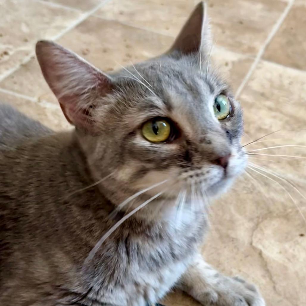 Enlarge Rosie, a Adoptable Domestic Short Hair in Colorado Springs, CO image 4/5